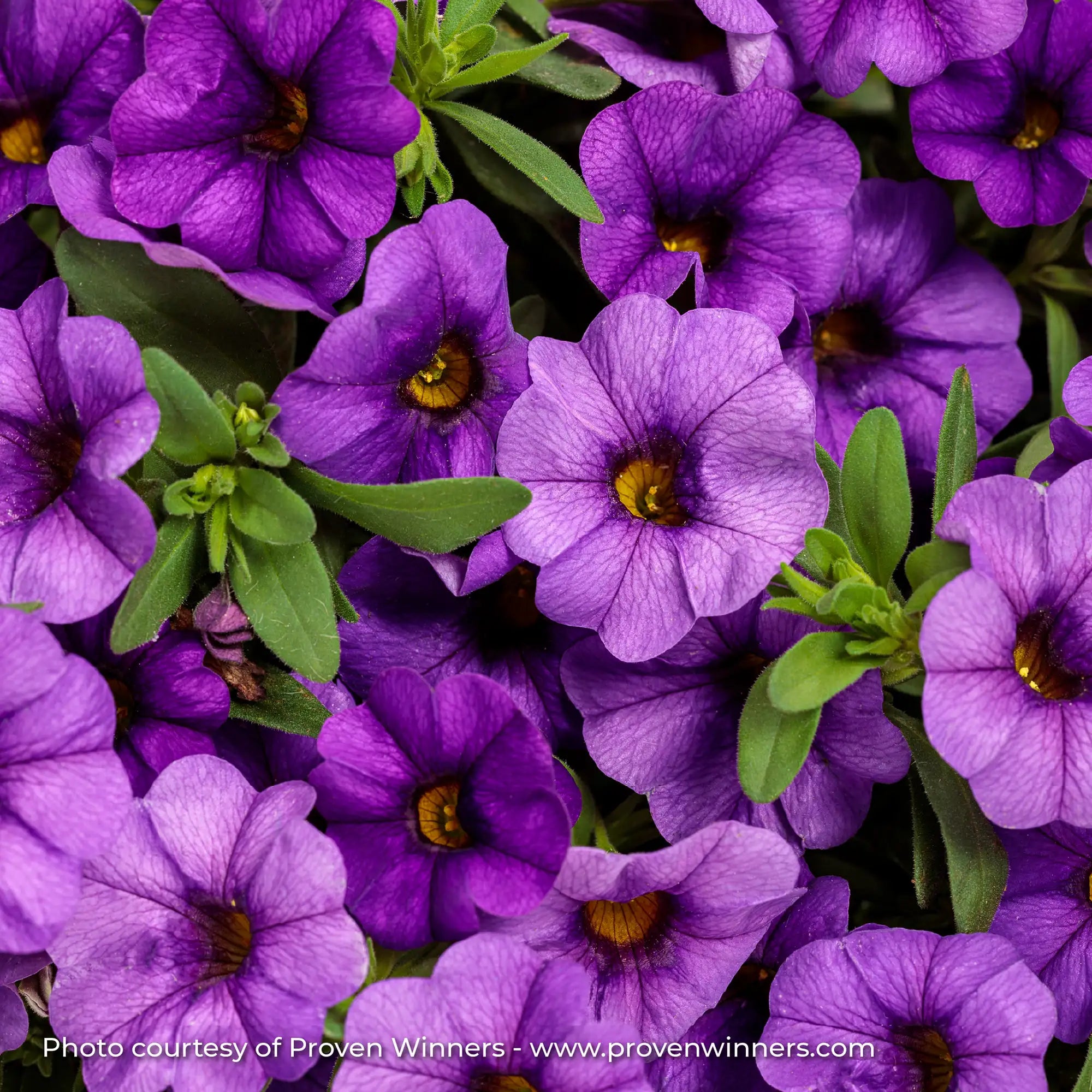 Calibrachoa 'Superbells® Blue'