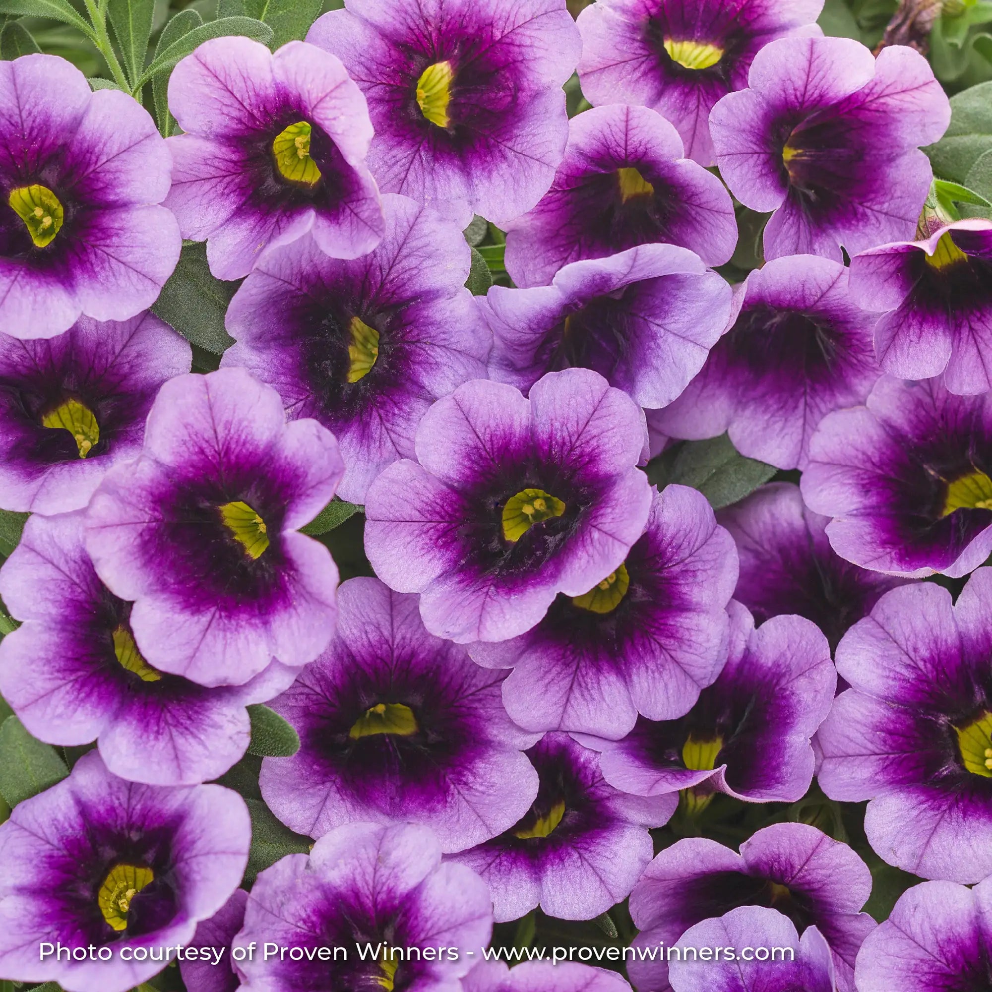 Calibrachoa 'Superbells® Blue Moon Punch™'