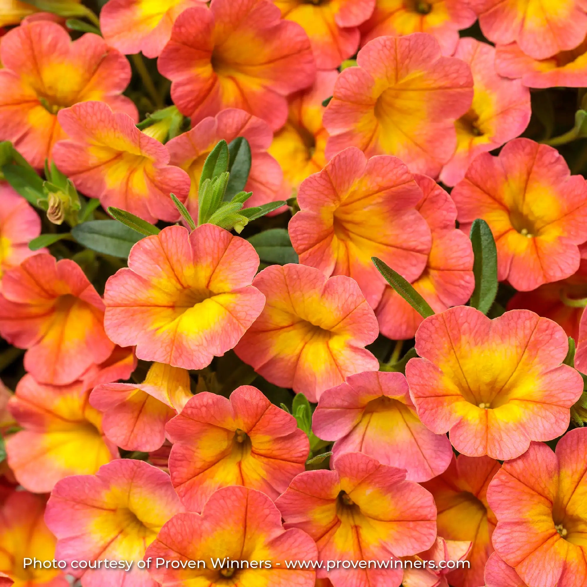Calibrachoa 'Superbells® Coral Sun™'