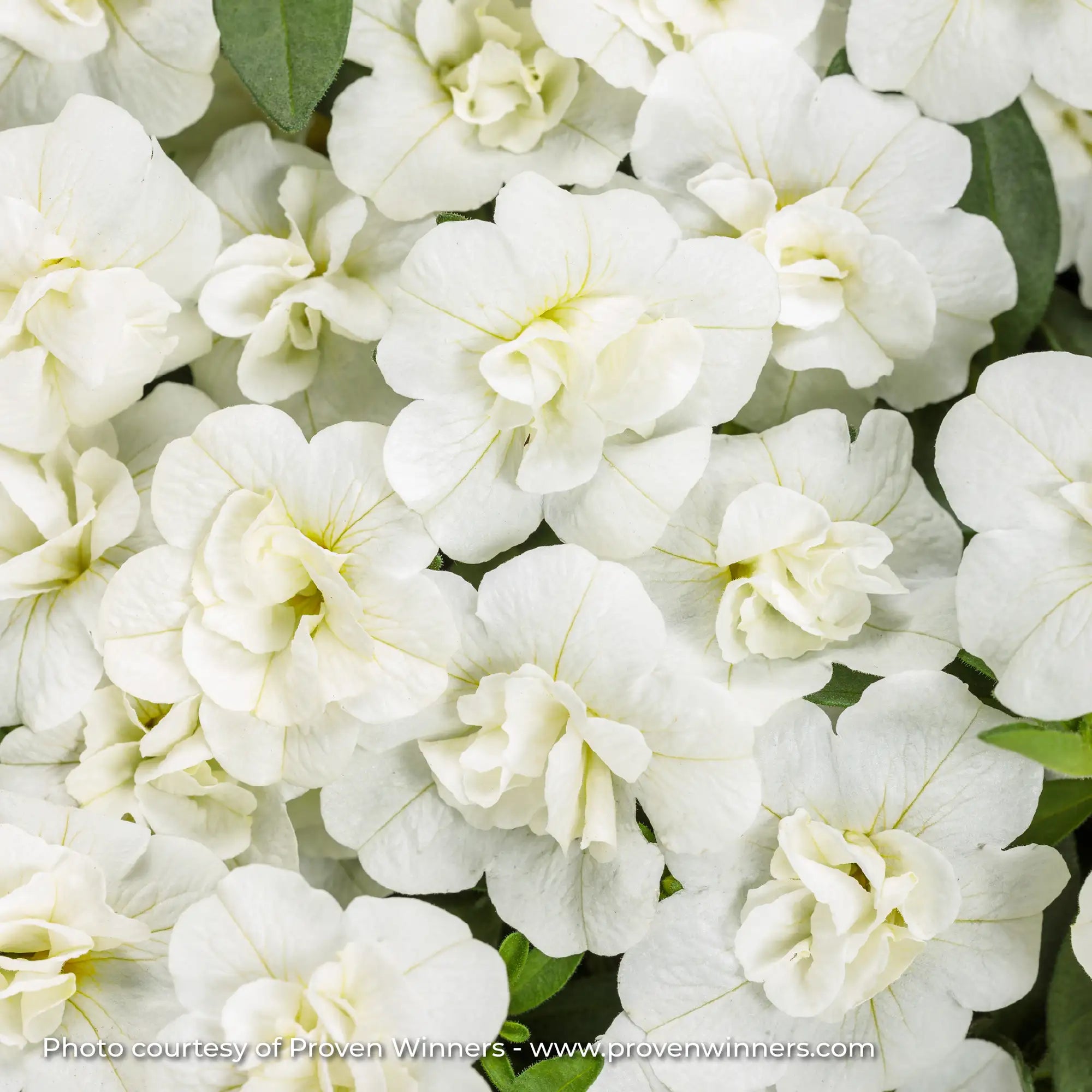 Calibrachoa 'Superbells® Double White'