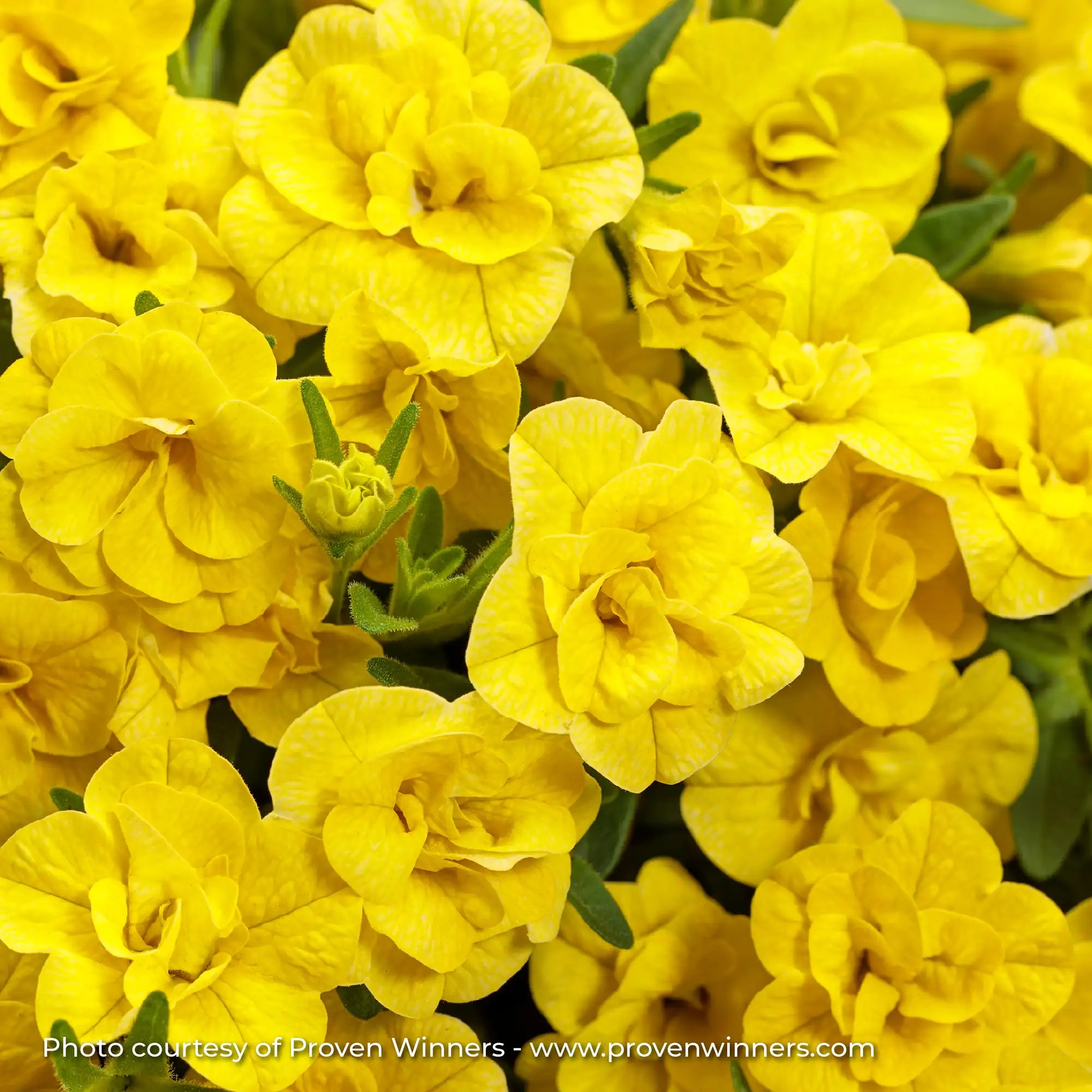 Calibrachoa 'Superbells® Double Yellow'