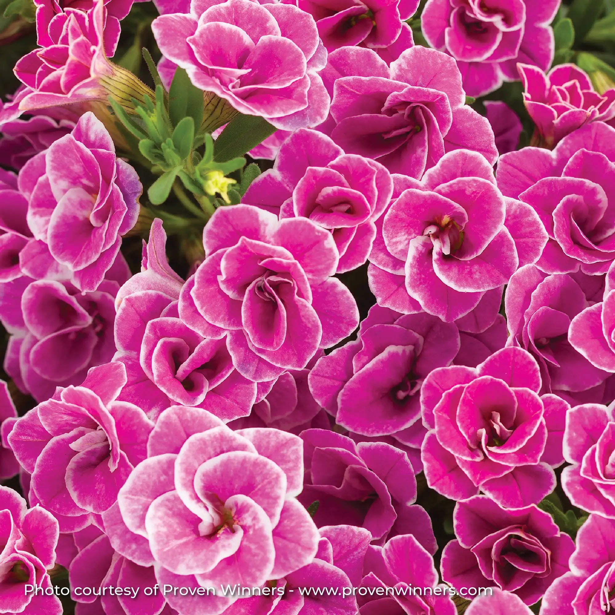 Calibrachoa 'Superbells® Doublette Love Swept™'
