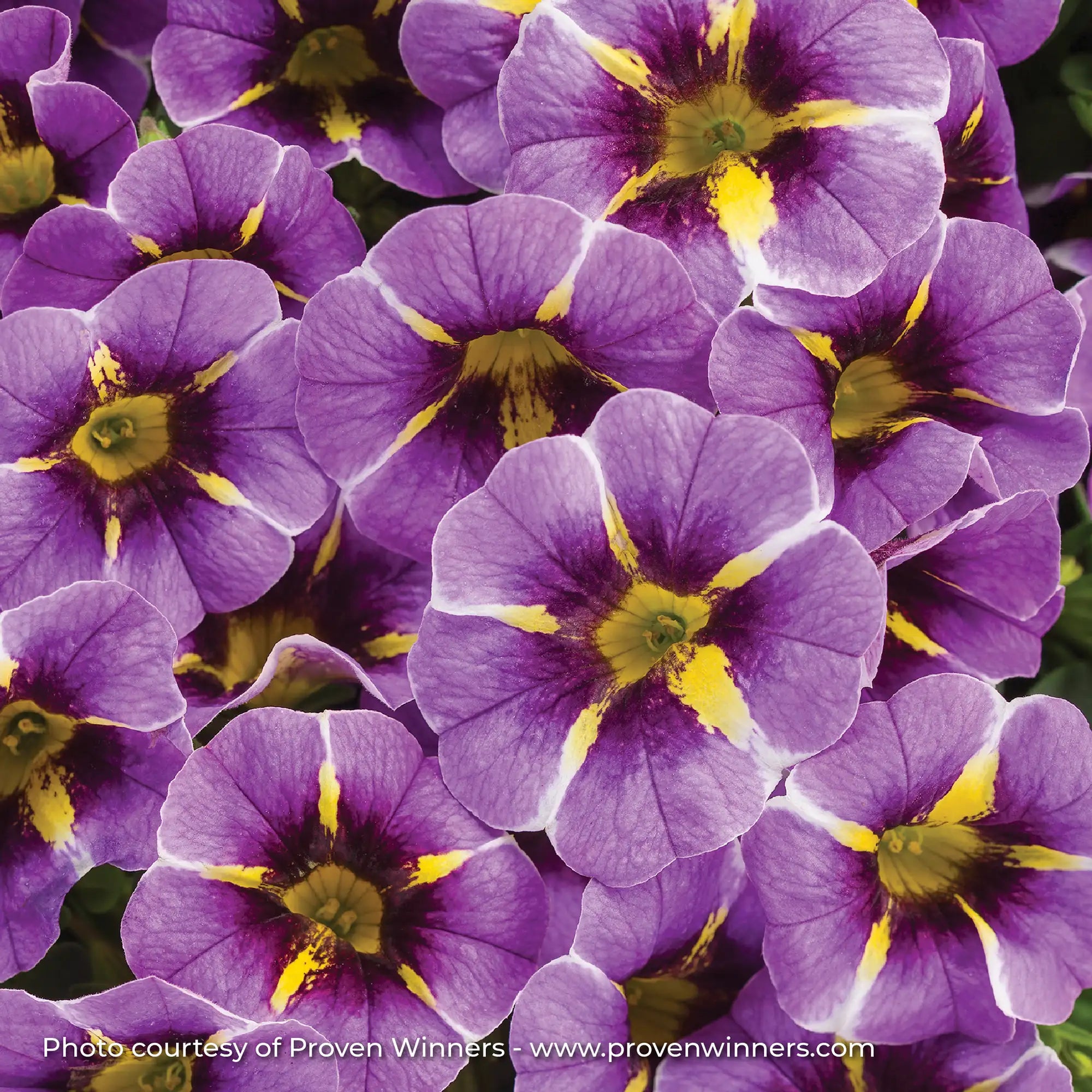Calibrachoa 'Superbells® Evening Star™'