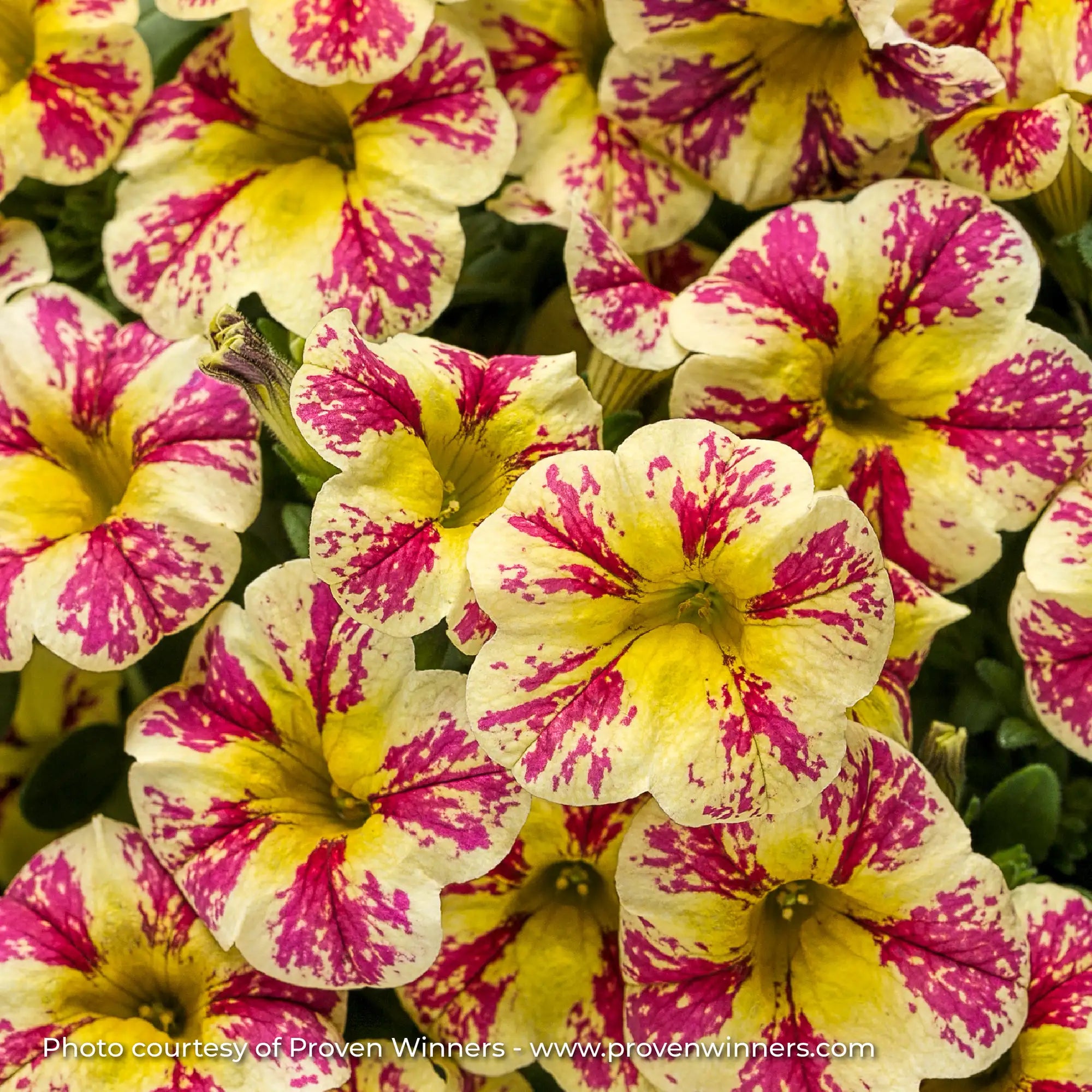 Calibrachoa 'Superbells® Holy Moly!®'