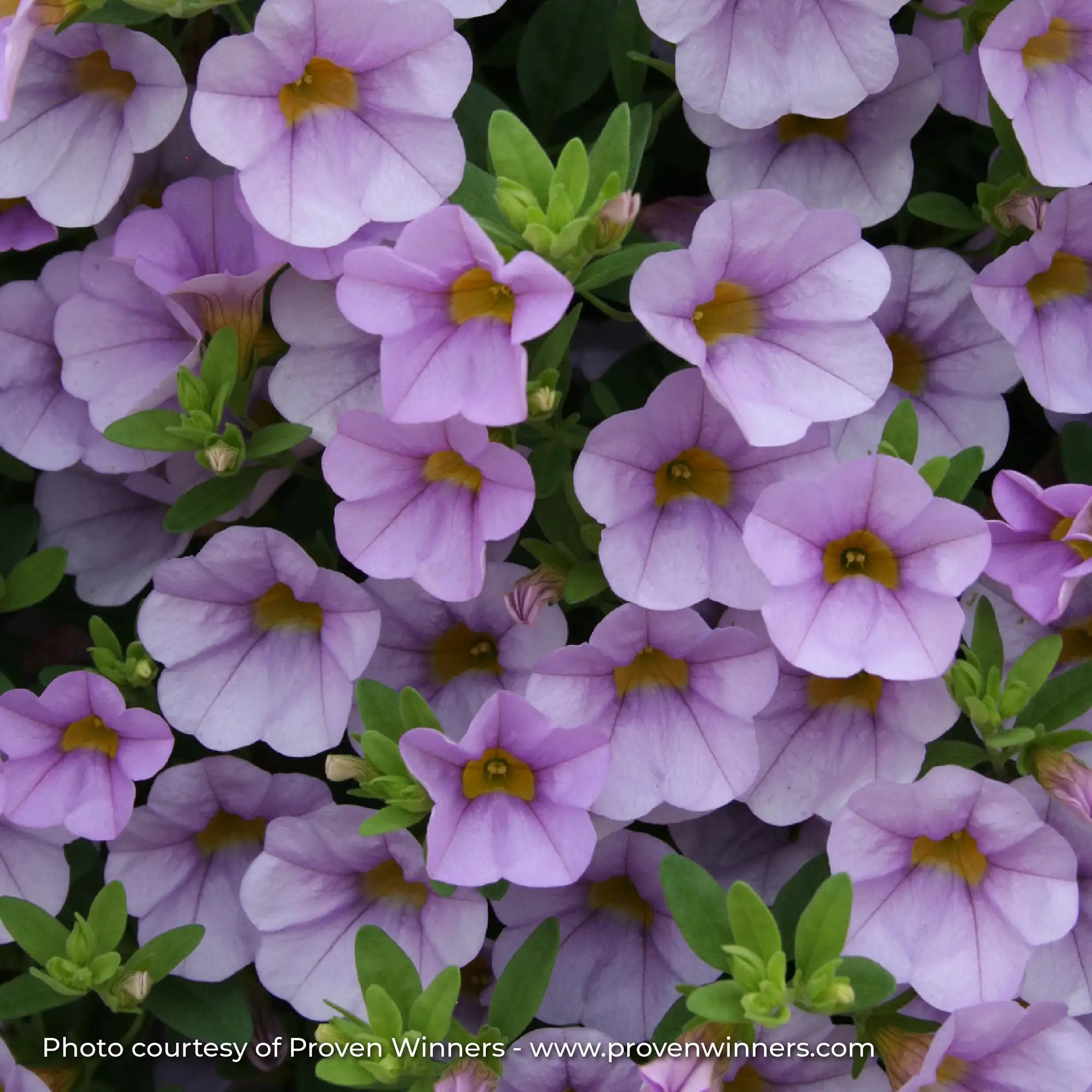Calibrachoa 'Superbells® Miss Lilac'