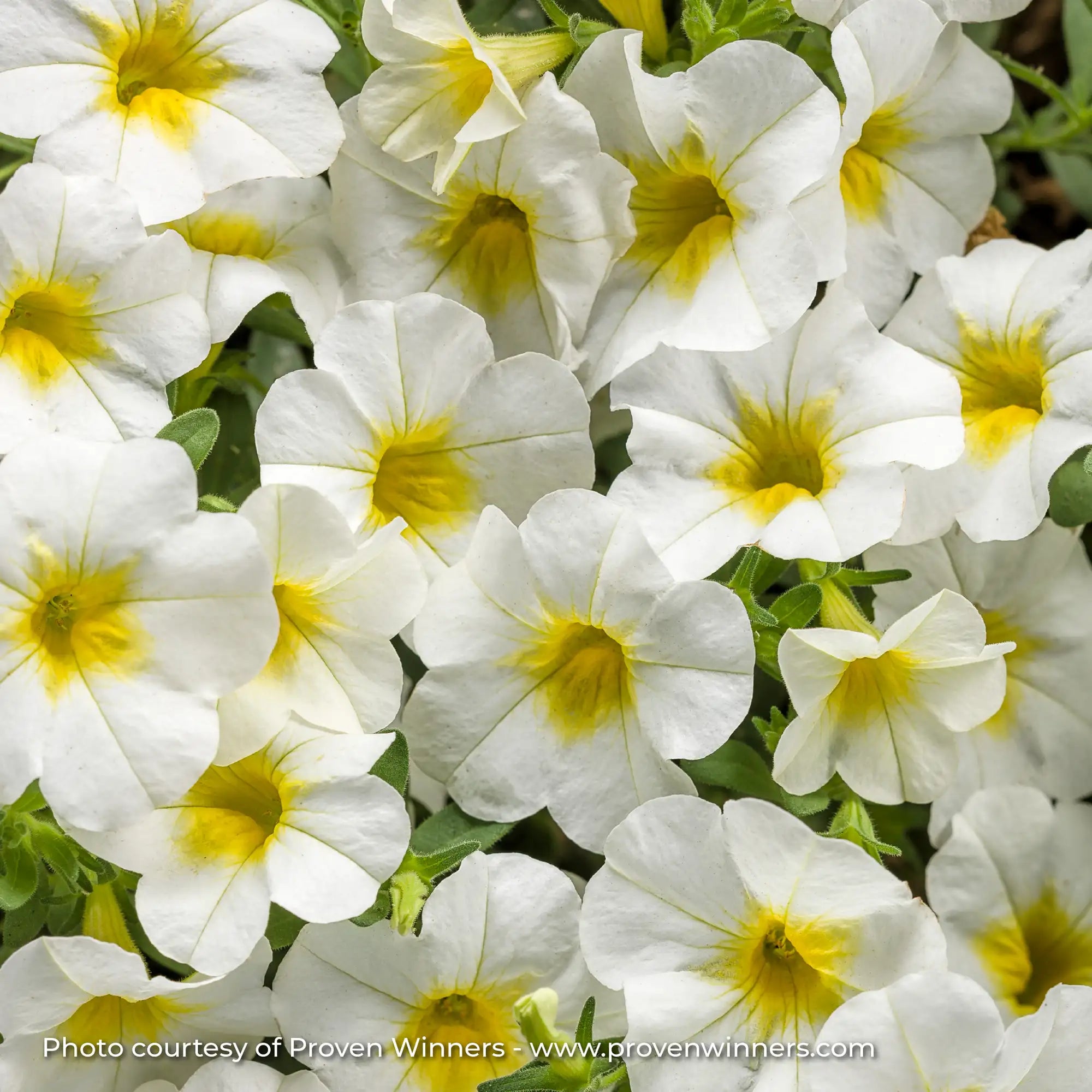 Calibrachoa 'Superbells® Over Easy™'