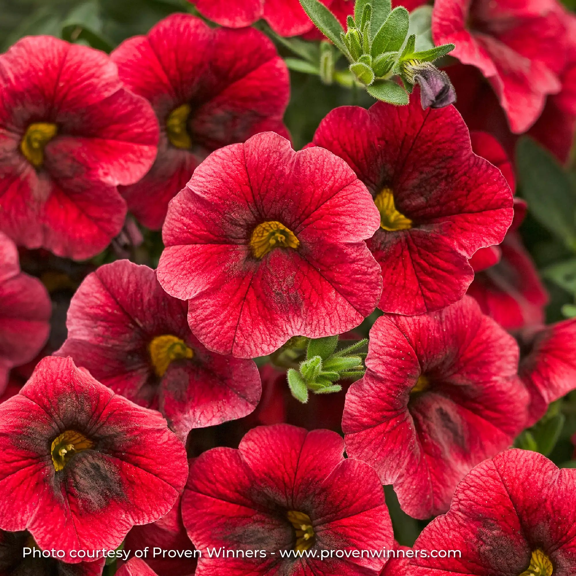 Calibrachoa 'Superbells® Pomegranate Punch™'