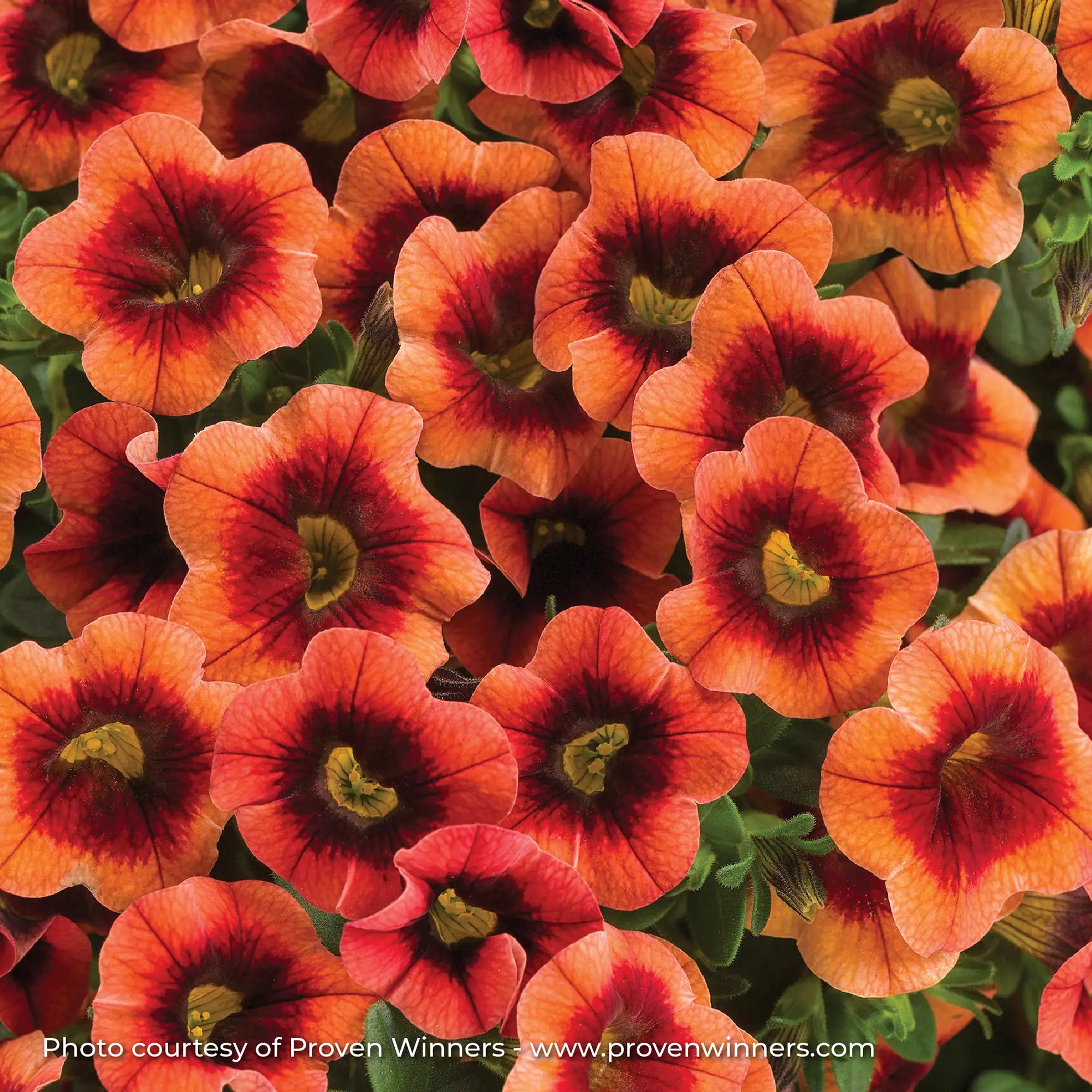 Calibrachoa 'Superbells® Tangerine Punch™'