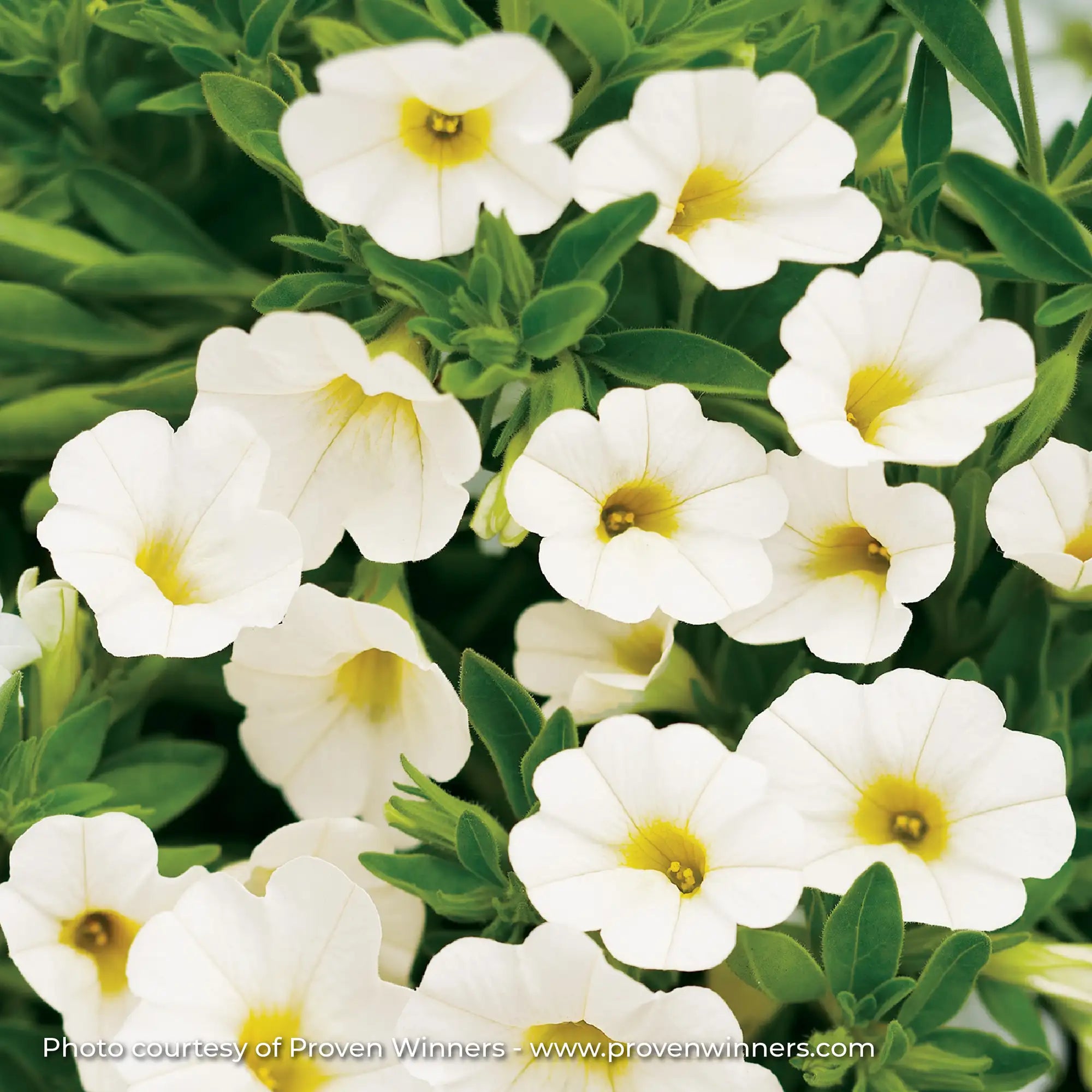 Calibrachoa 'Superbells® White'