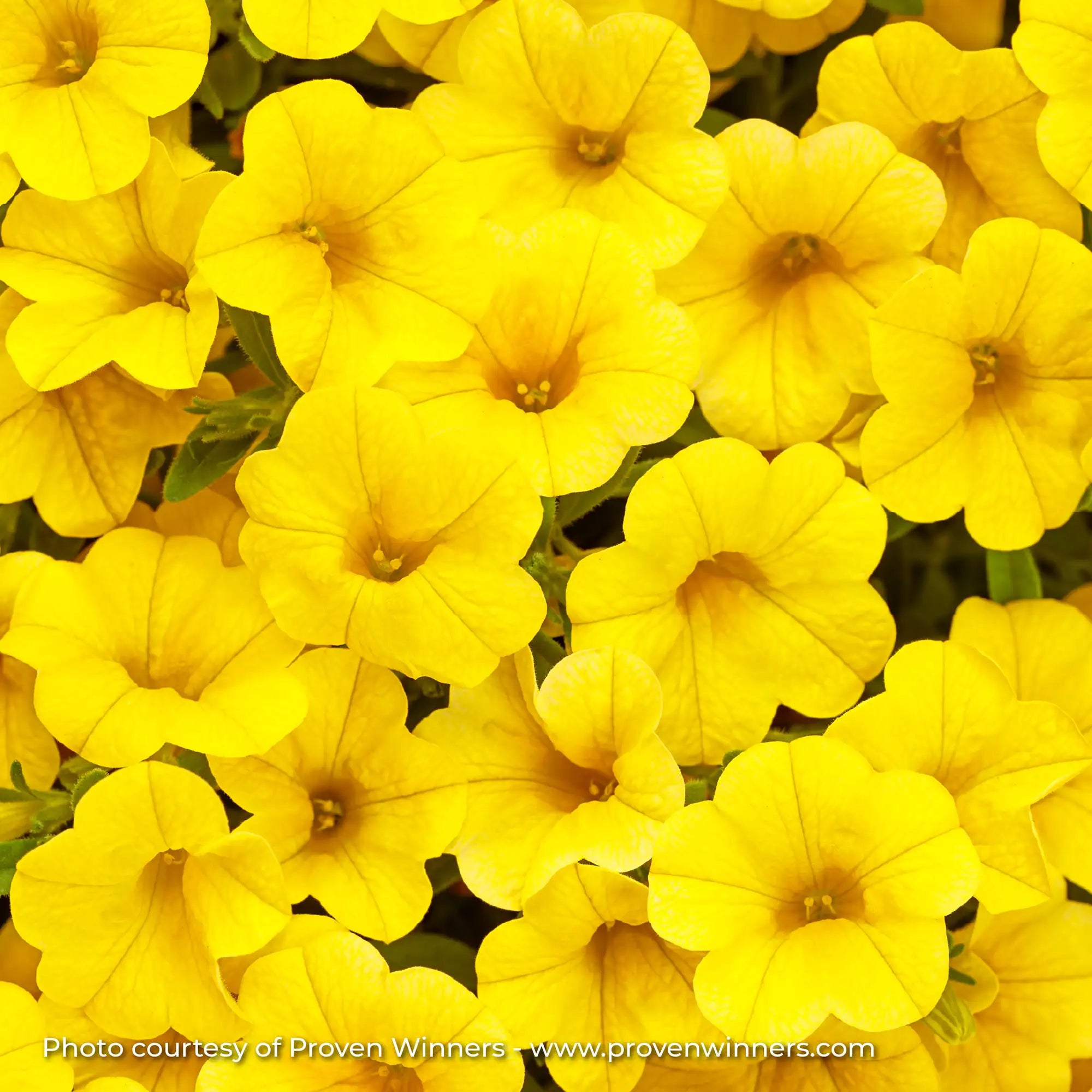 Calibrachoa 'Superbells® Yellow'