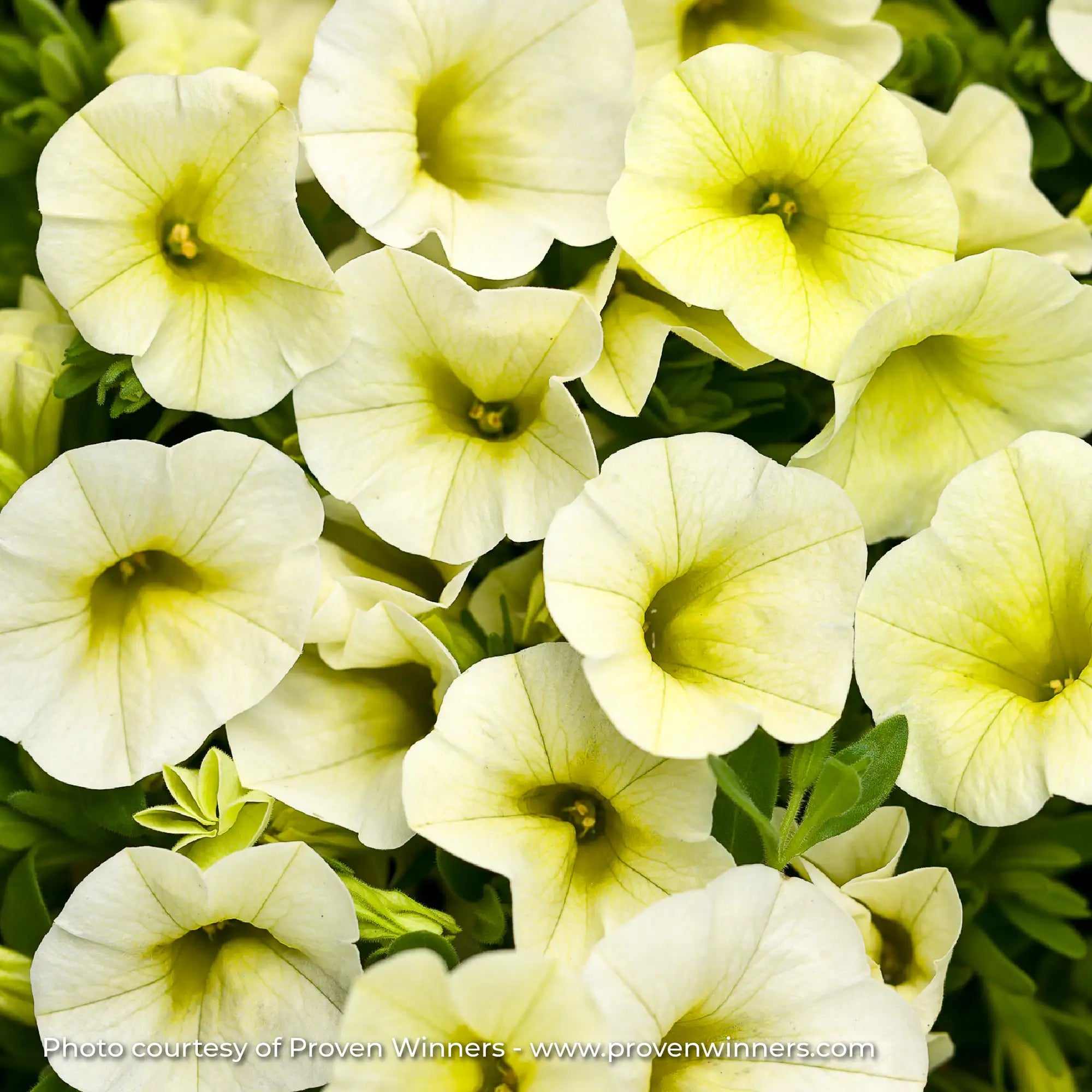 Calibrachoa 'Superbells® Yellow Chiffon™'