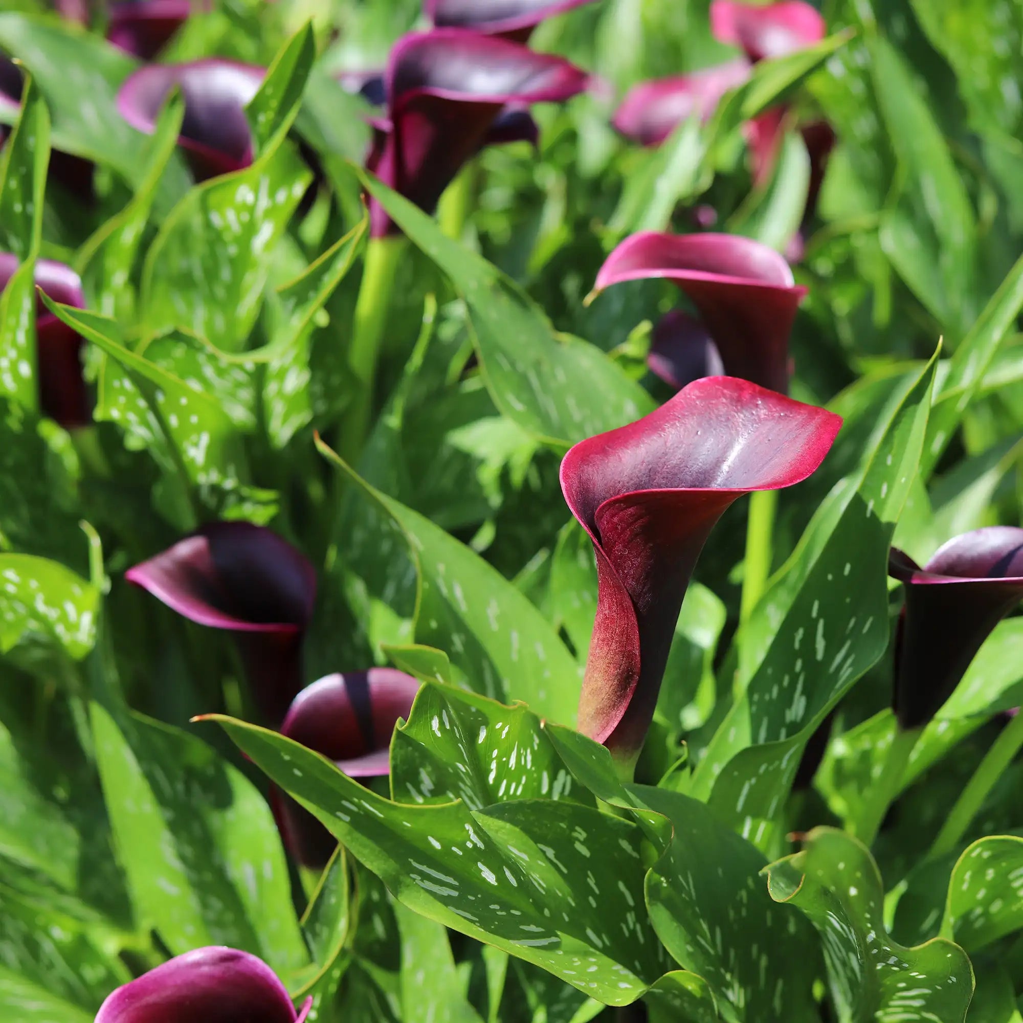 Calla Lily 'Bullit'