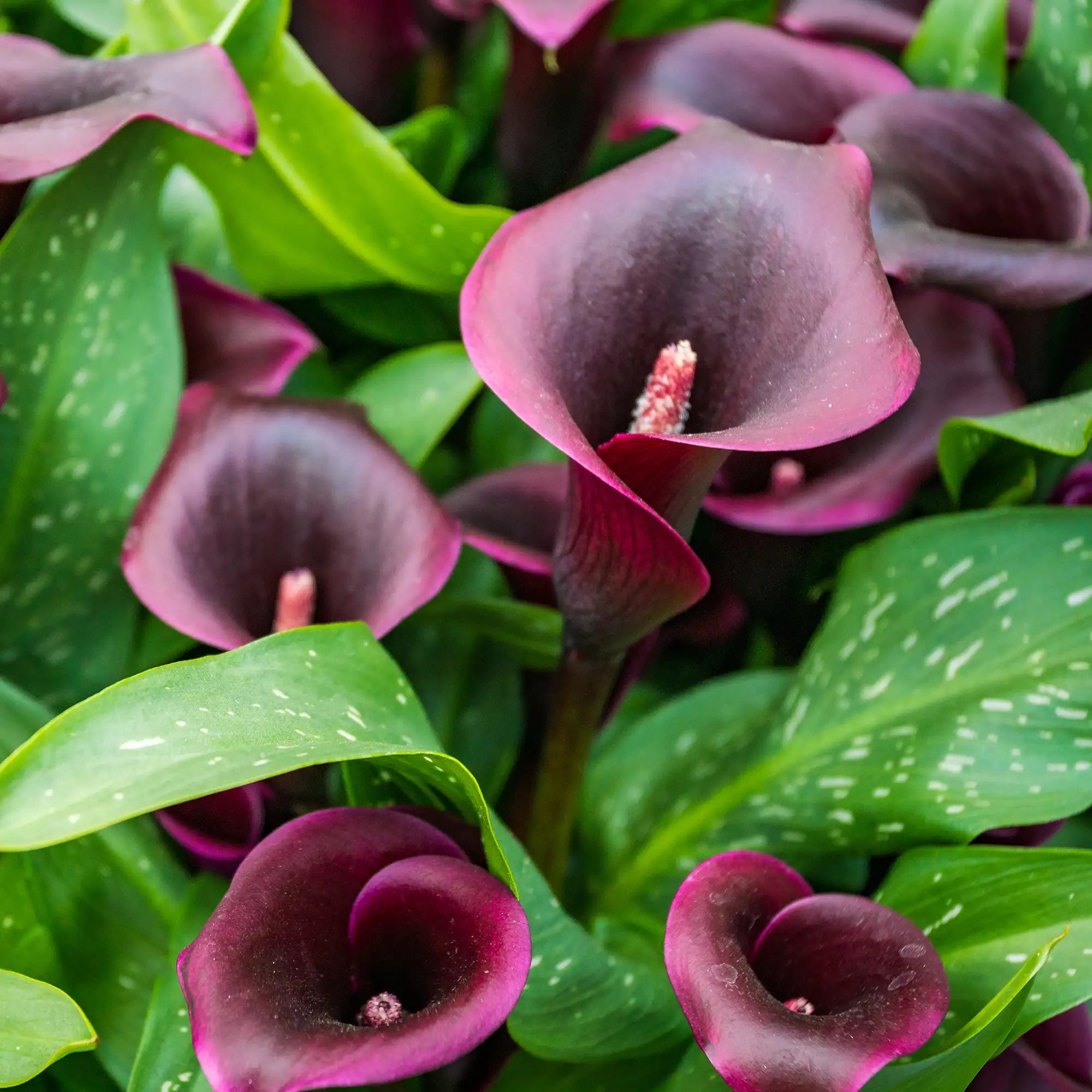 Calla Lily 'Dior'