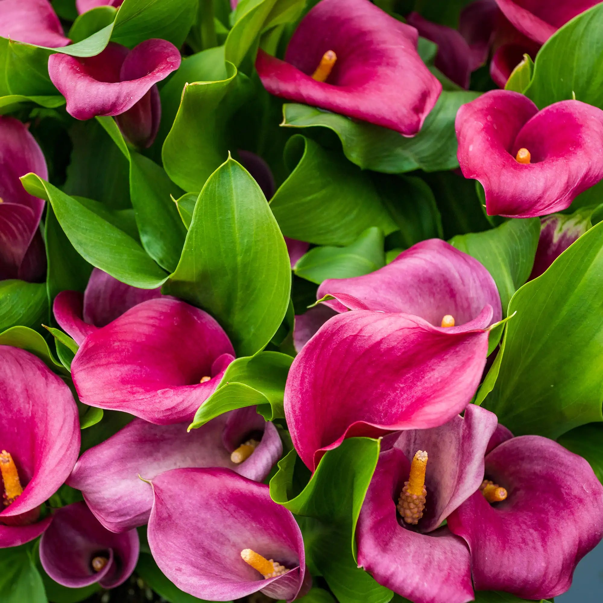 Calla Lily 'Lipstick'