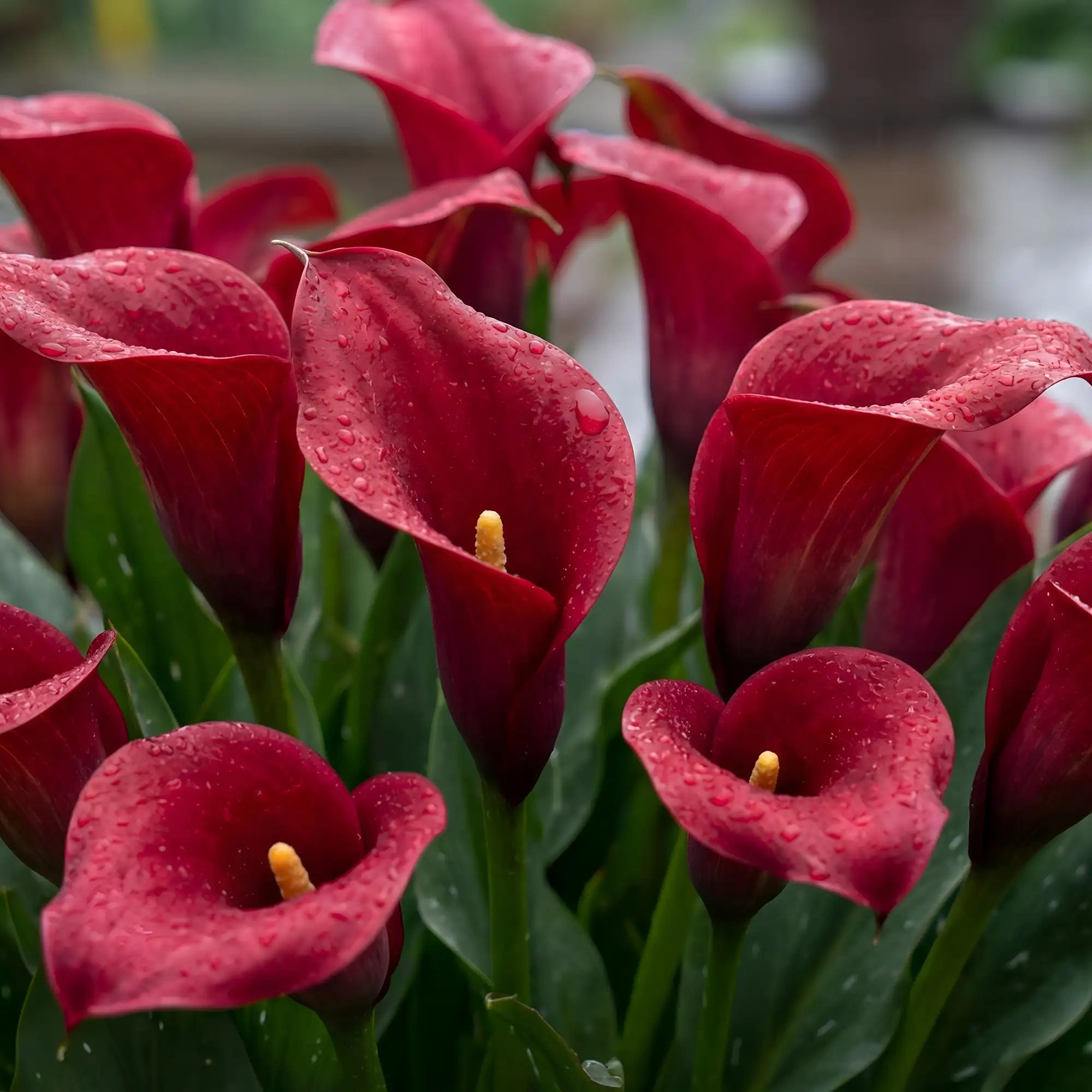 Calla Lily 'Royal Valentine®'