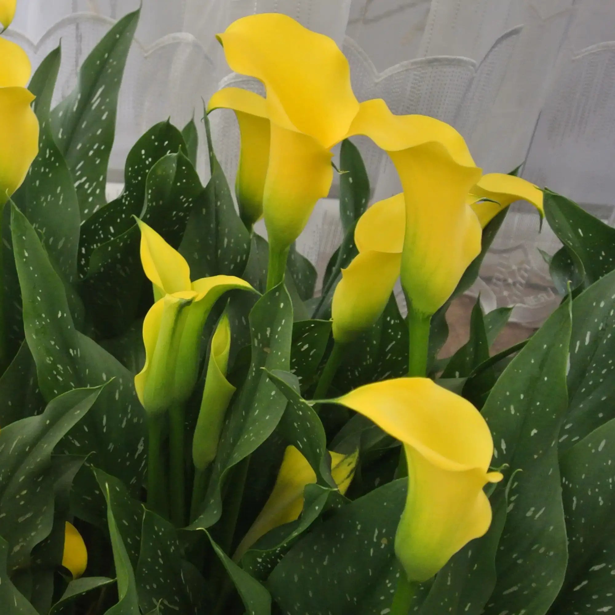 Calla Lily 'Sunya'