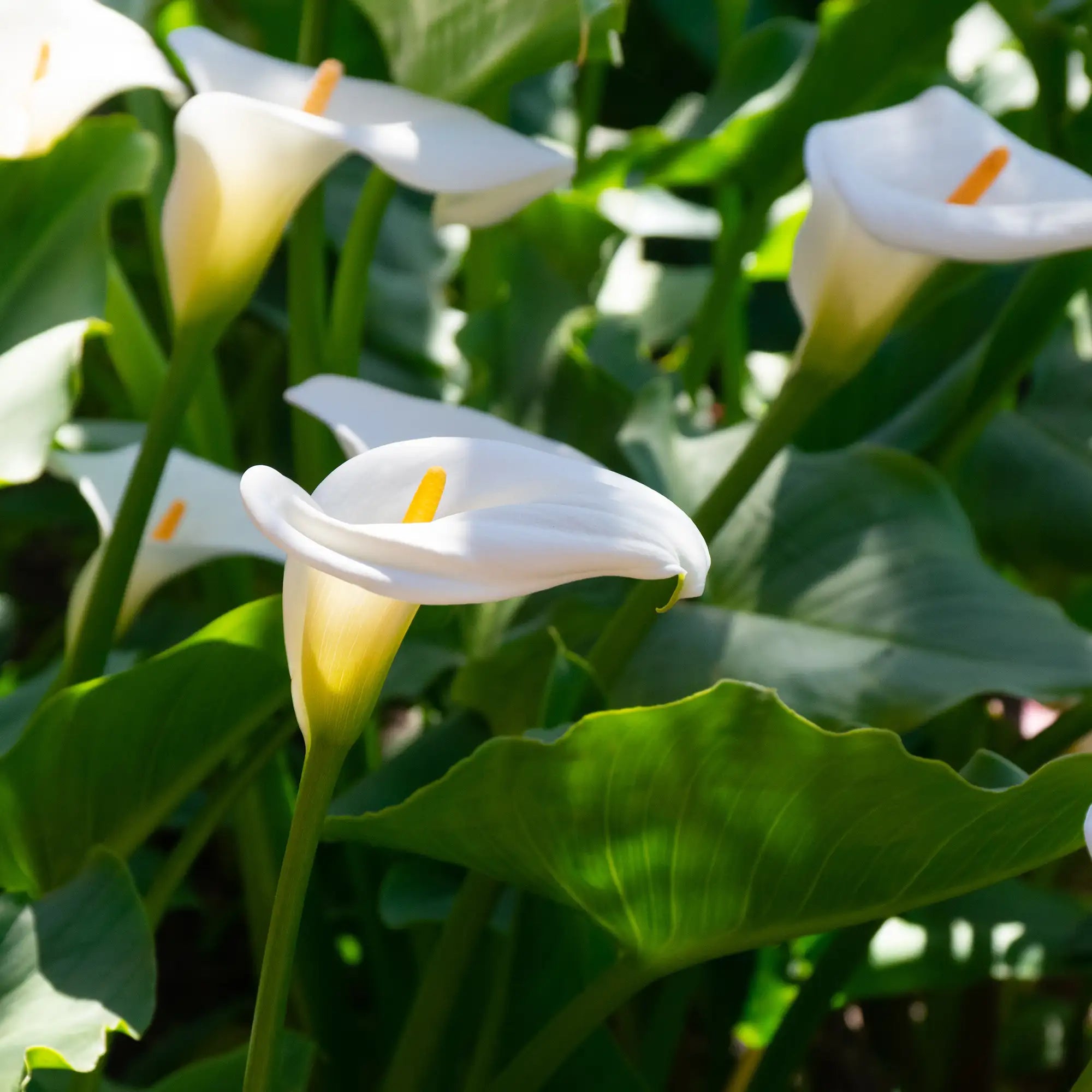Calla Lily 'White Flirt'