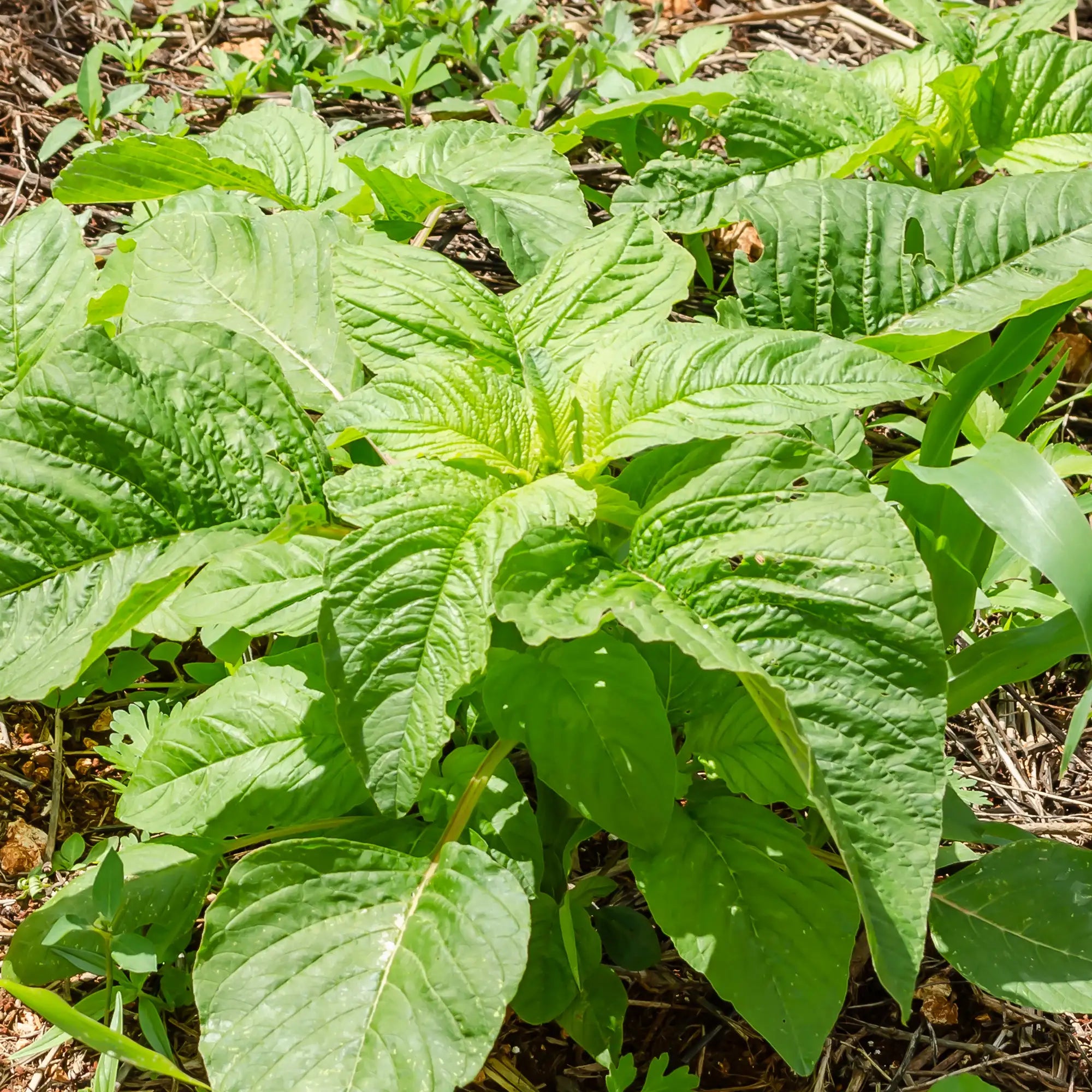 Callaloo Jamaican Green