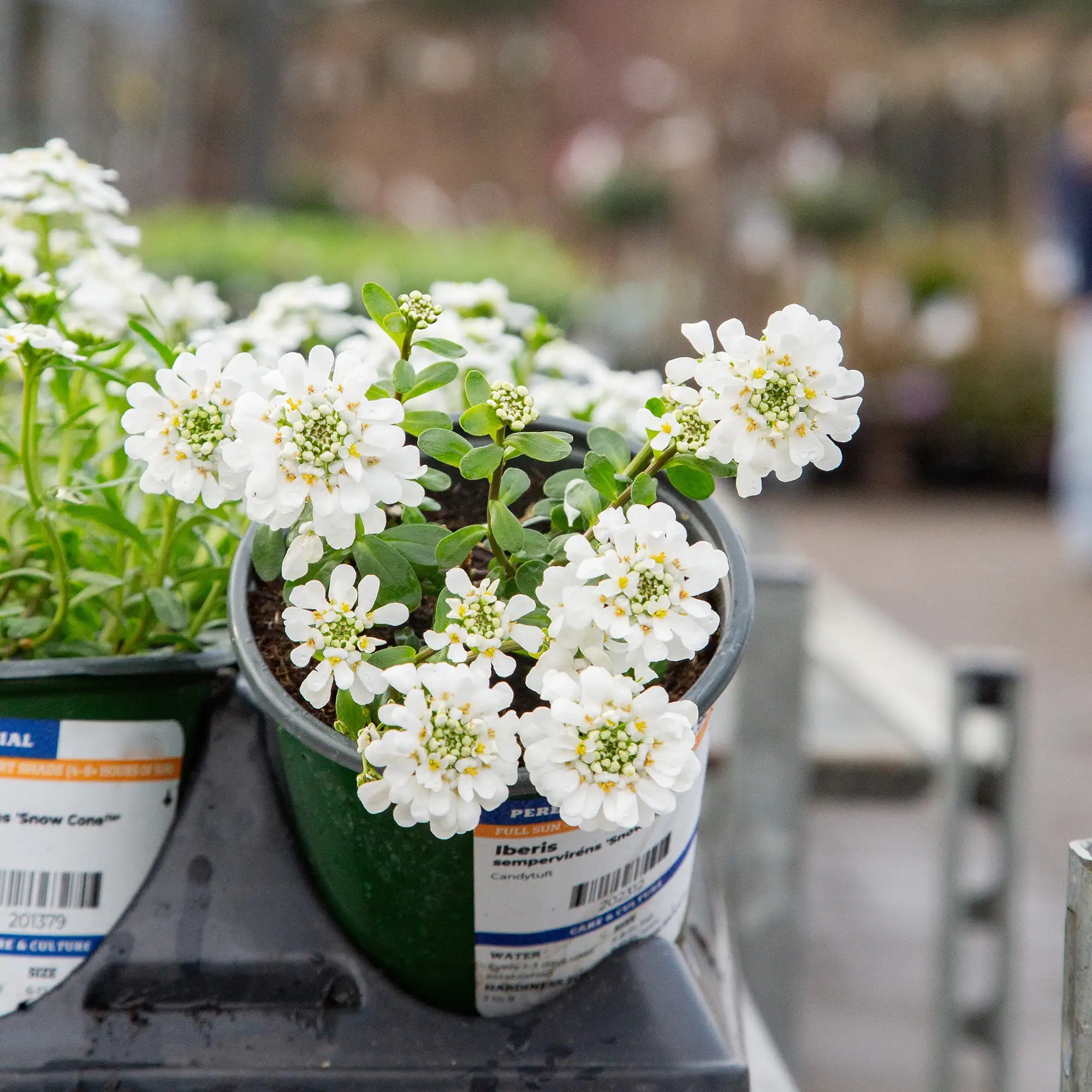 Candytuft Snow Cone™ 'Forte'
