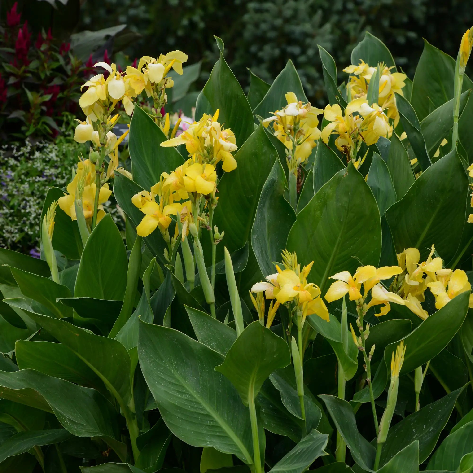 Canna Lily 'Cannova® Yellow'