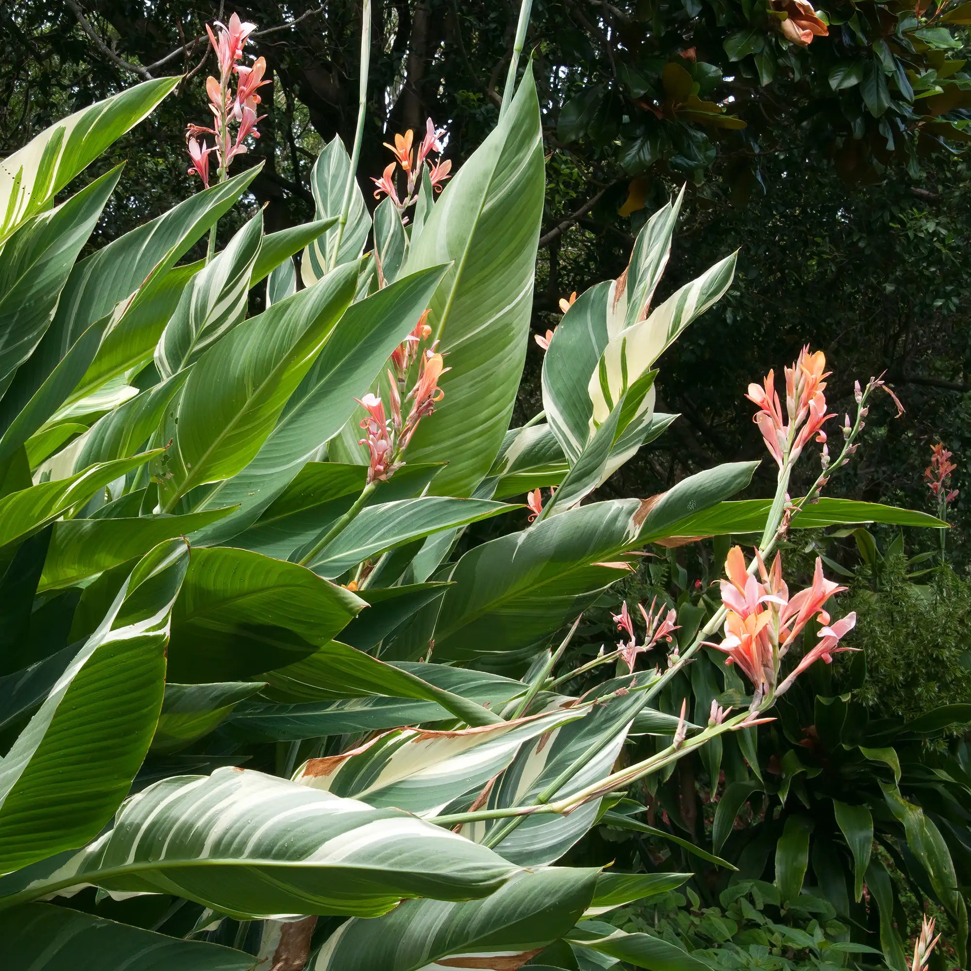 Pink flowers and variegated leaves of the water canna lily stuttgart