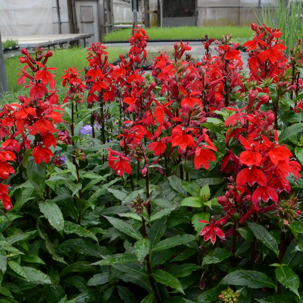 Cardinal Flower Starship™ 'Scarlet'