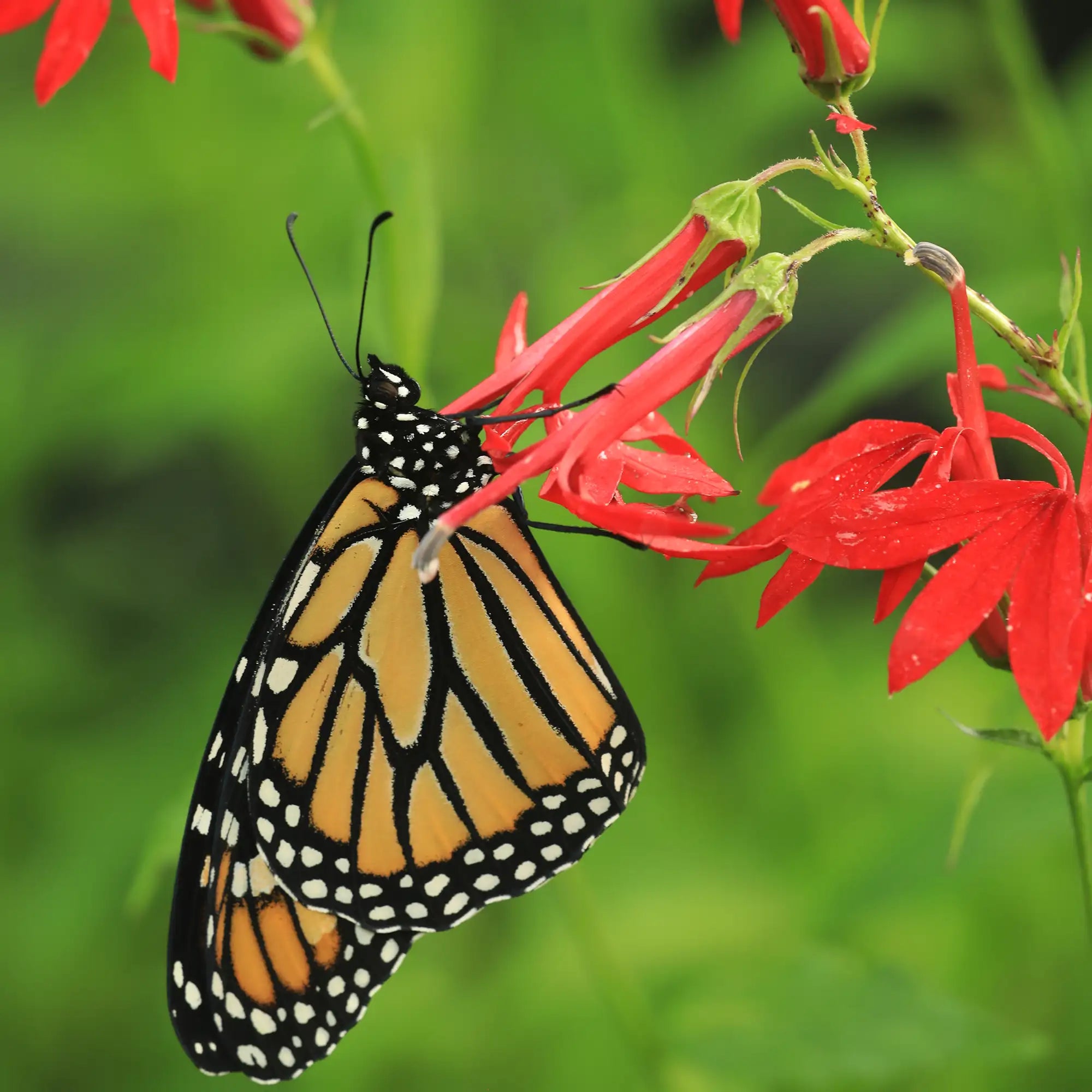 Cardinal Flower Lobelia cardinalis with a monarch butterfly and red flowers