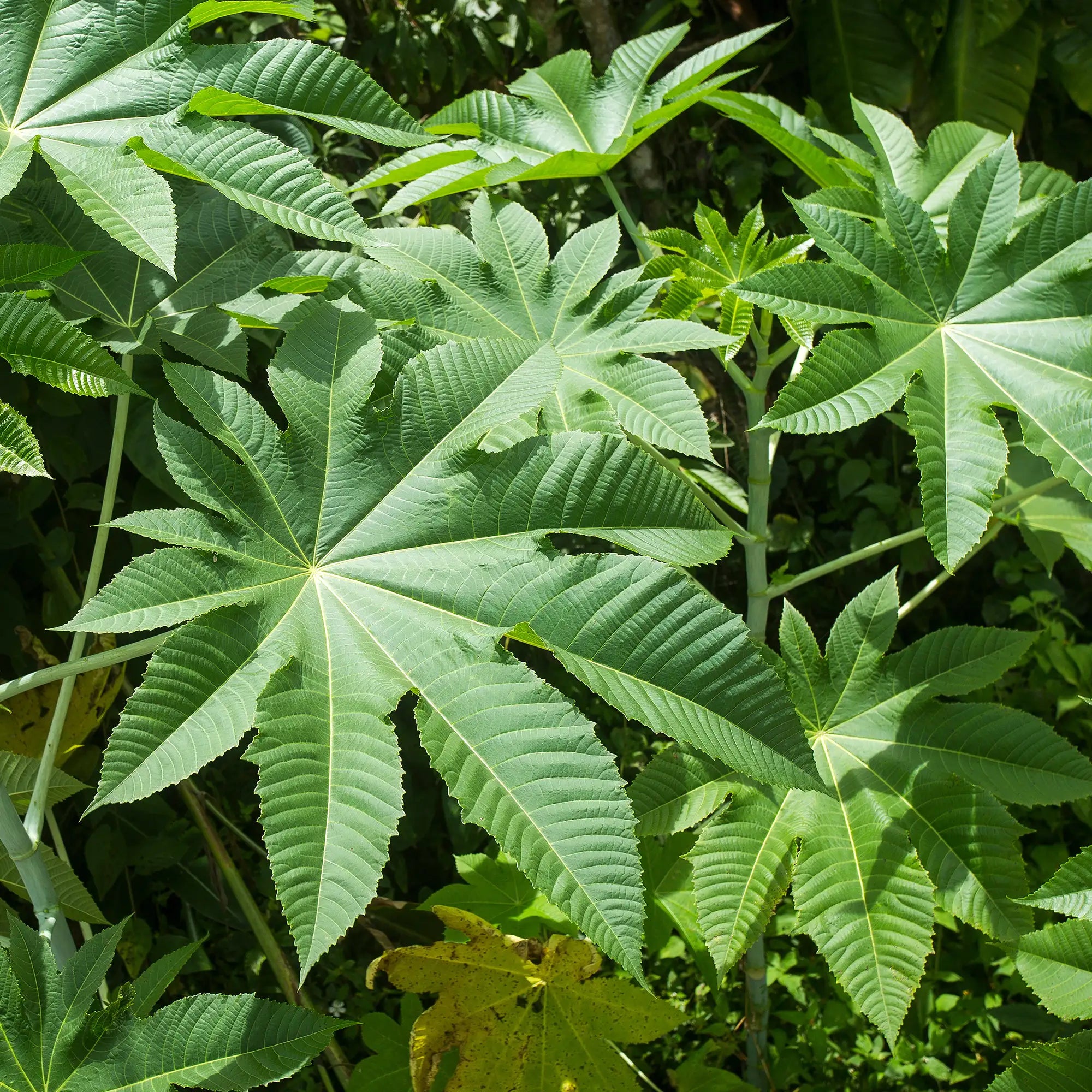 Castor Bean 'Zanzibarensis'