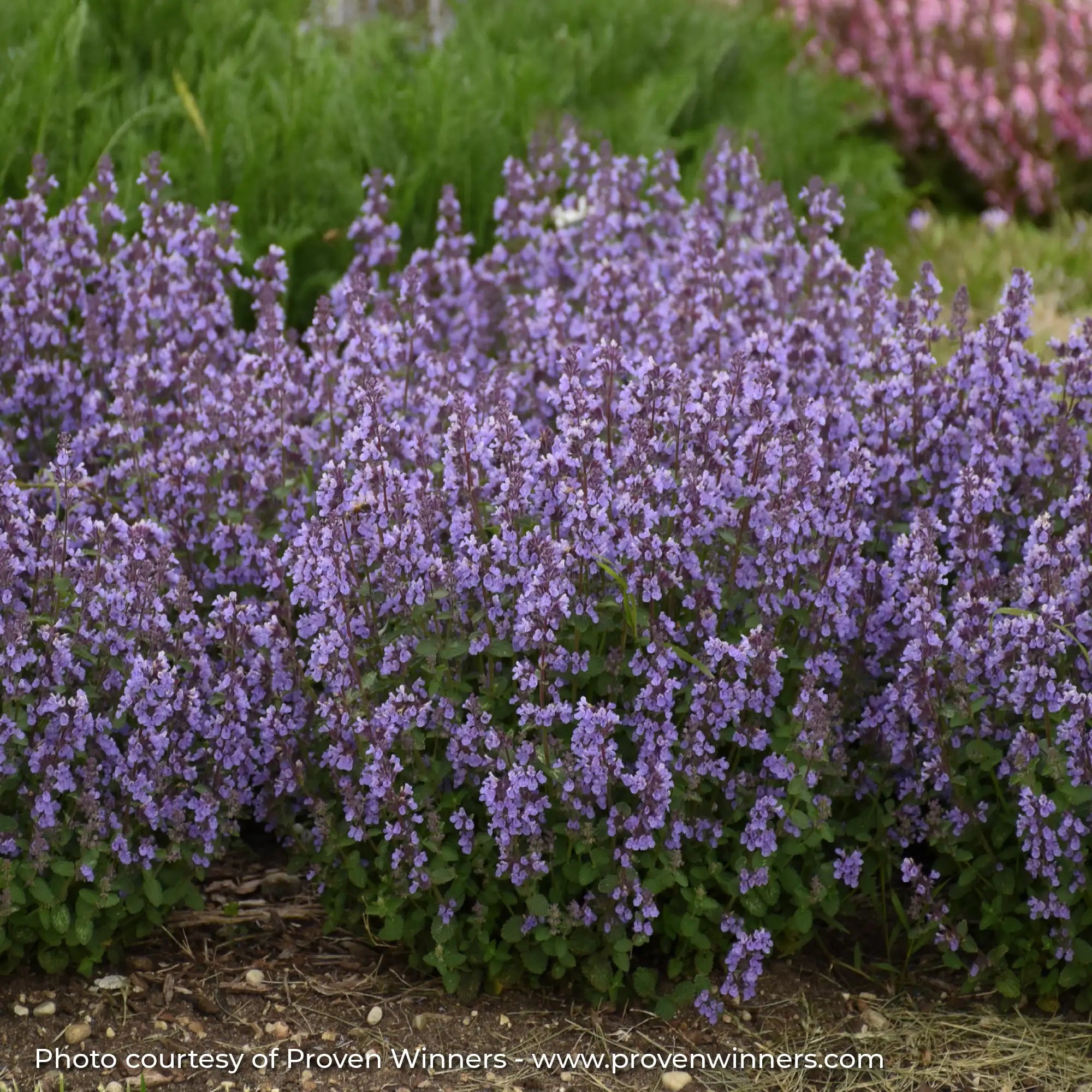 Light Purple Catmint in a garden
