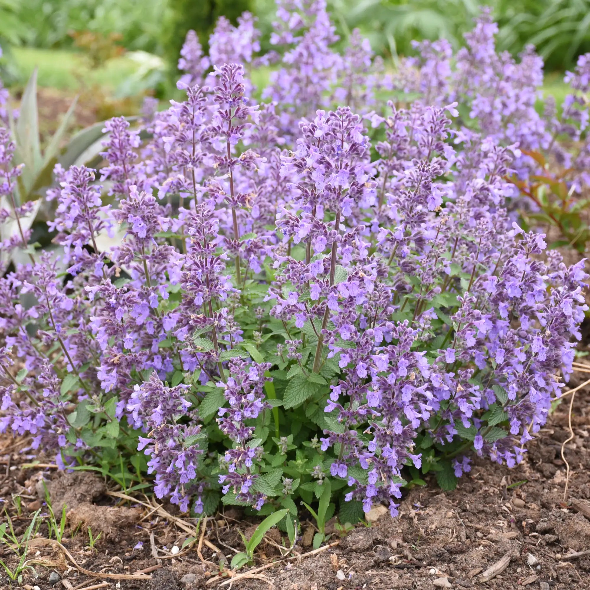 Catmint 'Picture Purrfect'