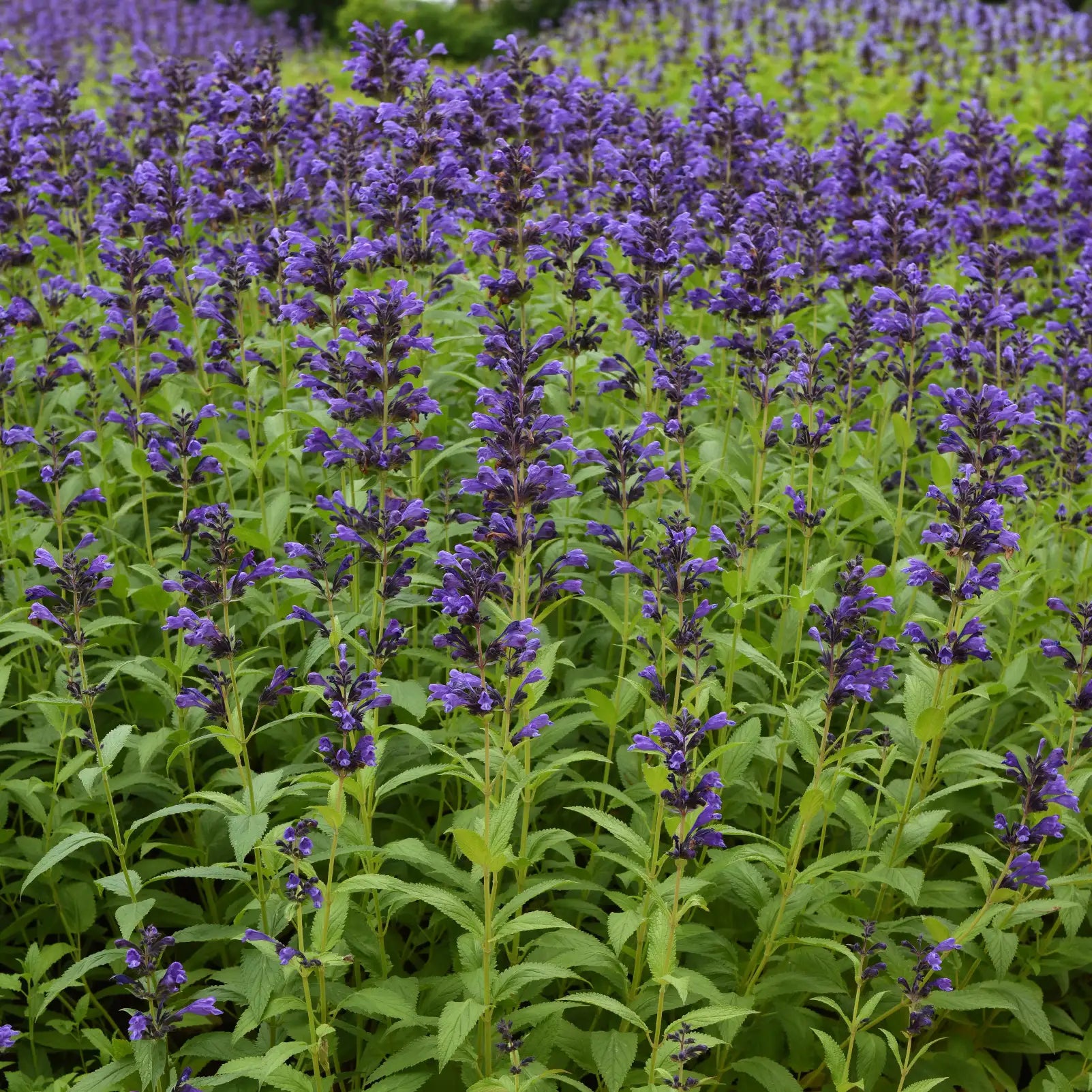 Catmint 'Prelude™ Purple'