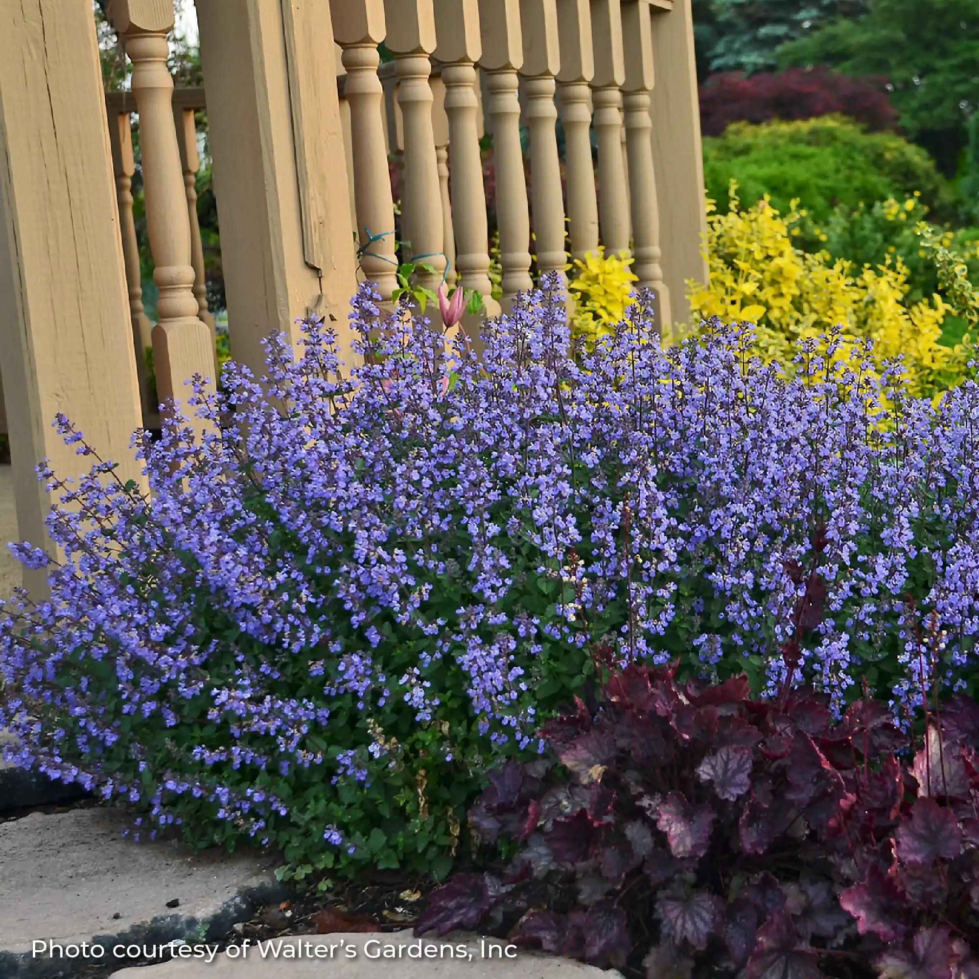 Catmint 'Purrsian Blue'