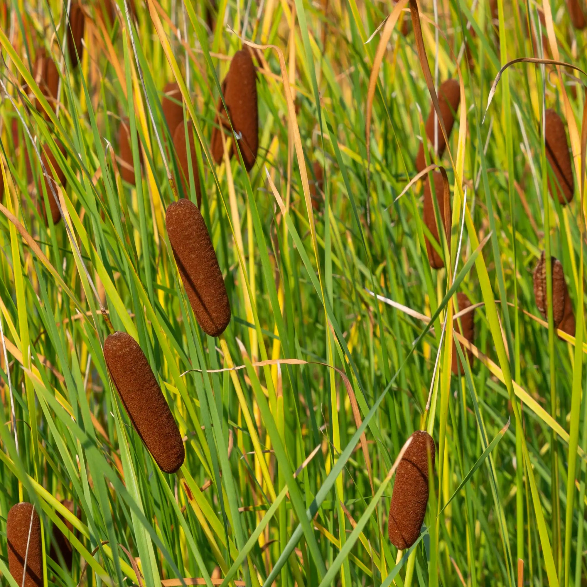 Graceful cattail with brown seed heads
