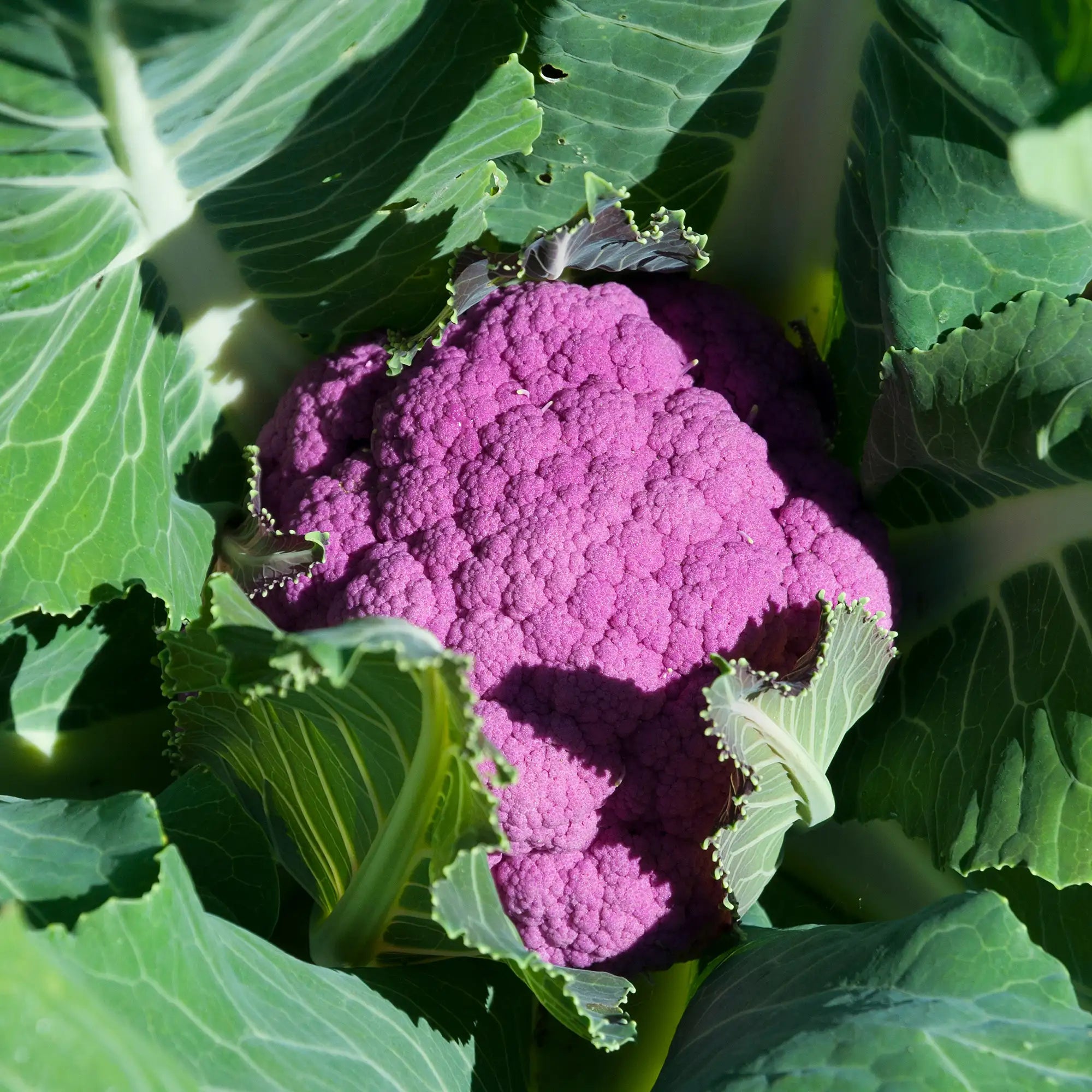 Cauliflower Purple