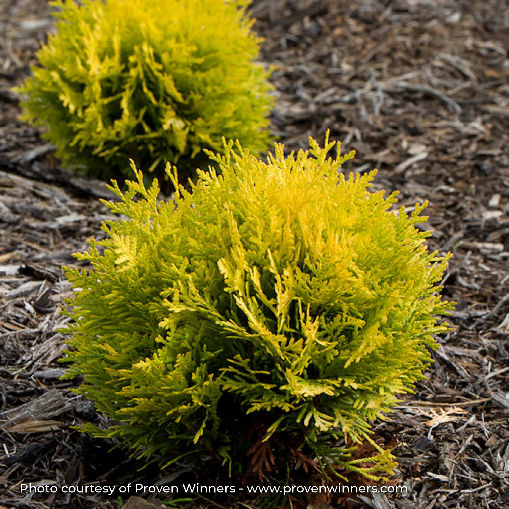 Cedar 'Anna's Magic Ball®'