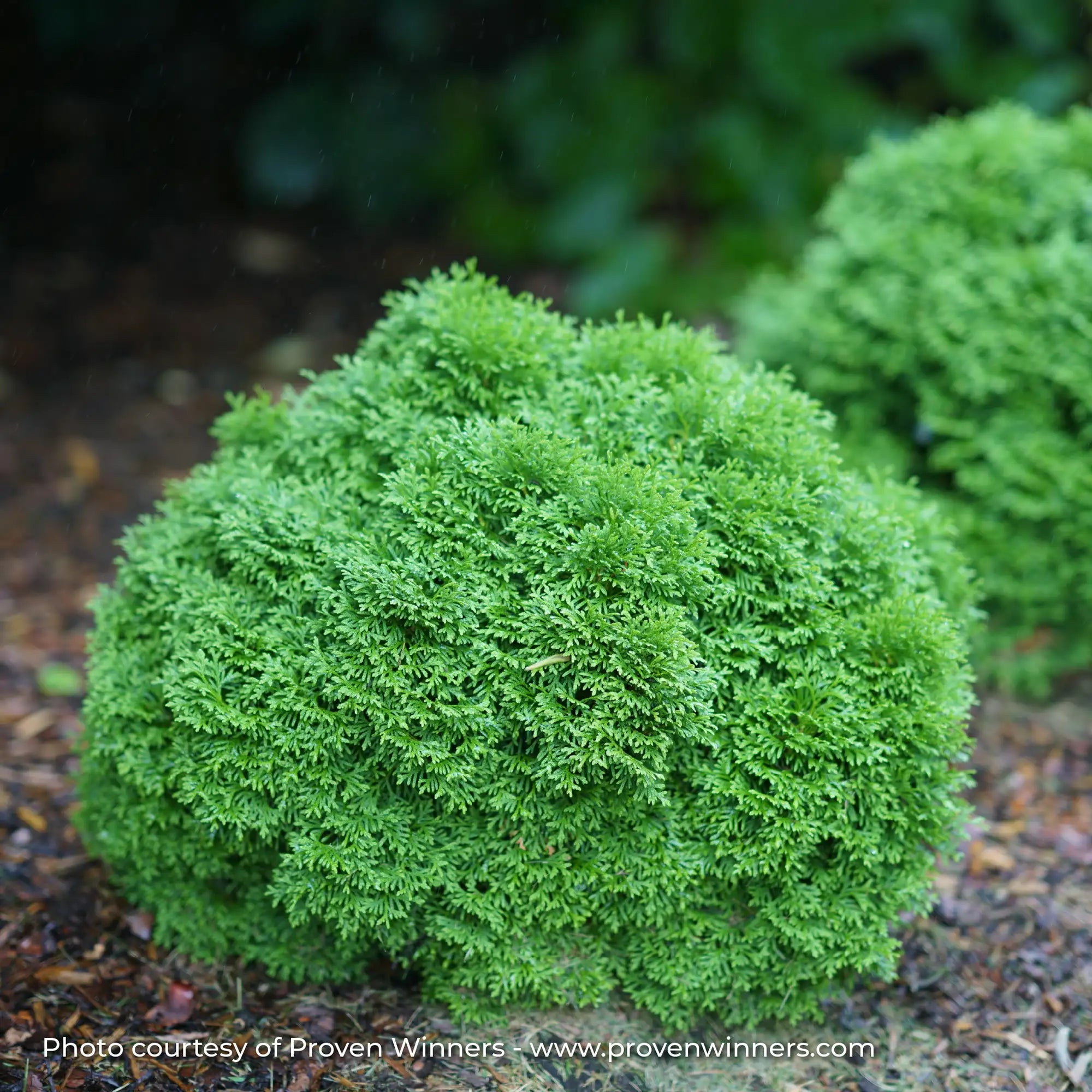 Cedar 'Tater Tot®'