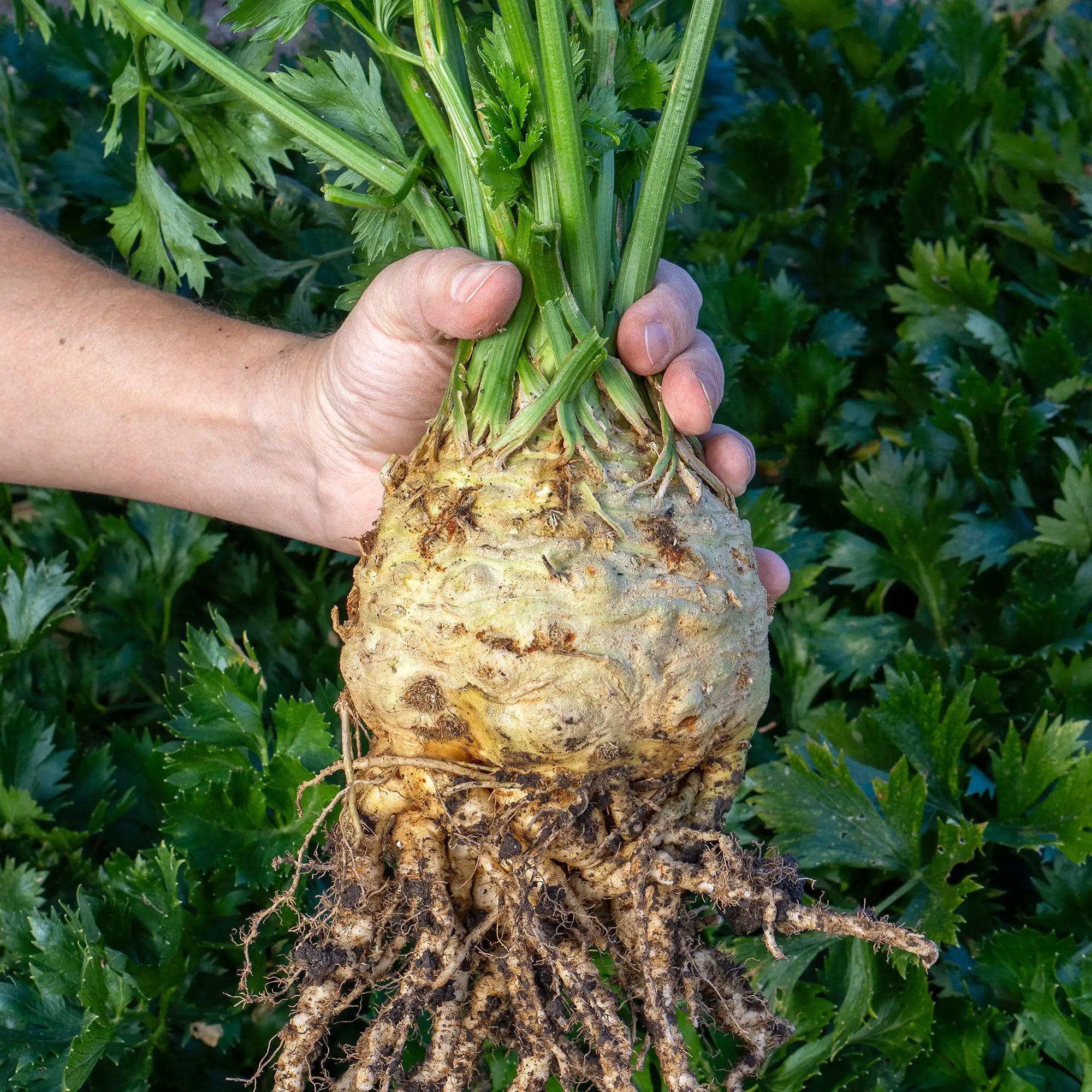 Celeriac