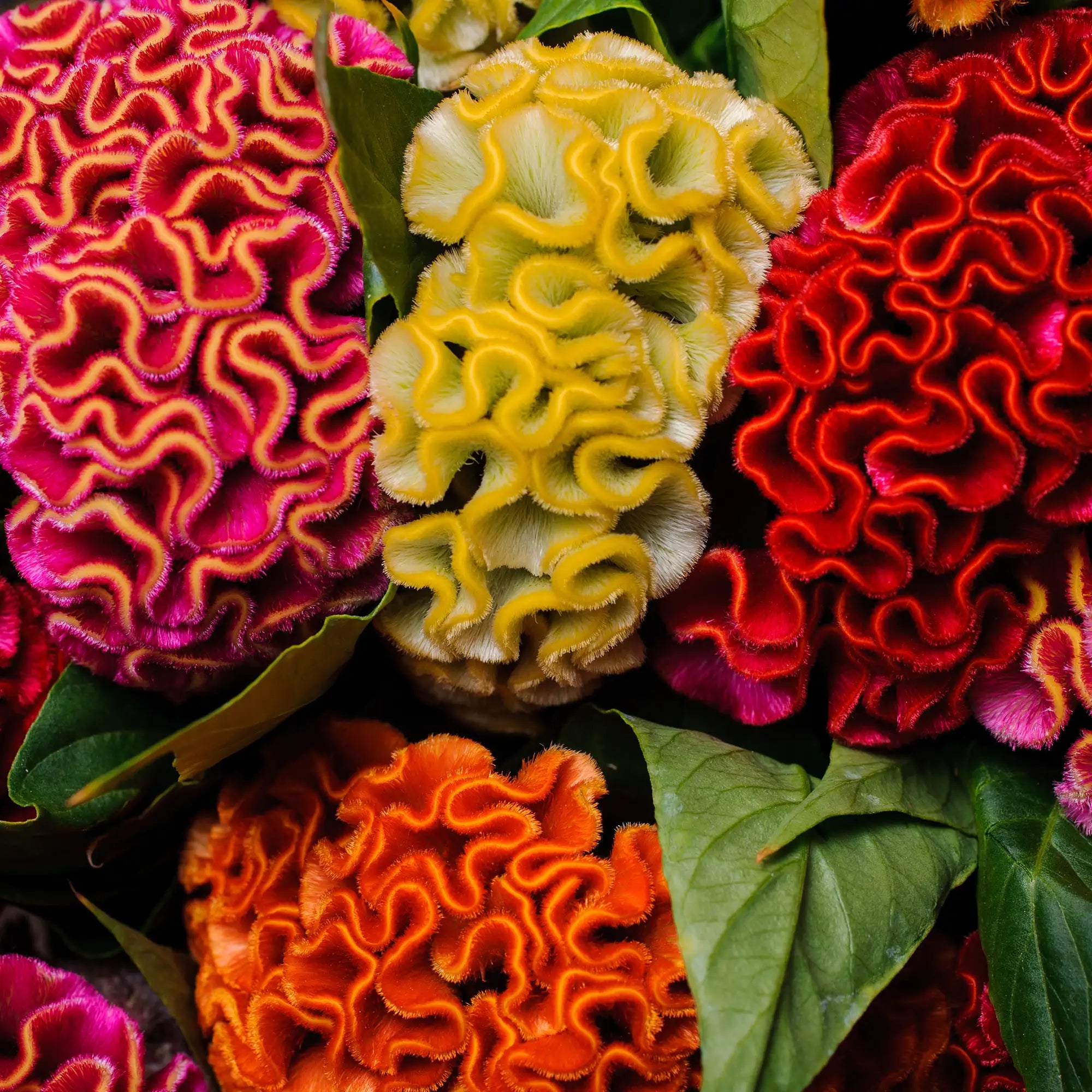 Celosia 'Captain Mix'