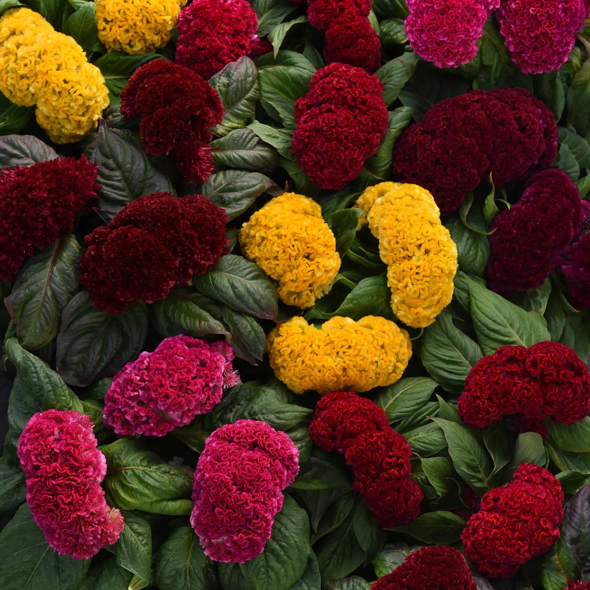 Celosia 'Concertina™ Mix'