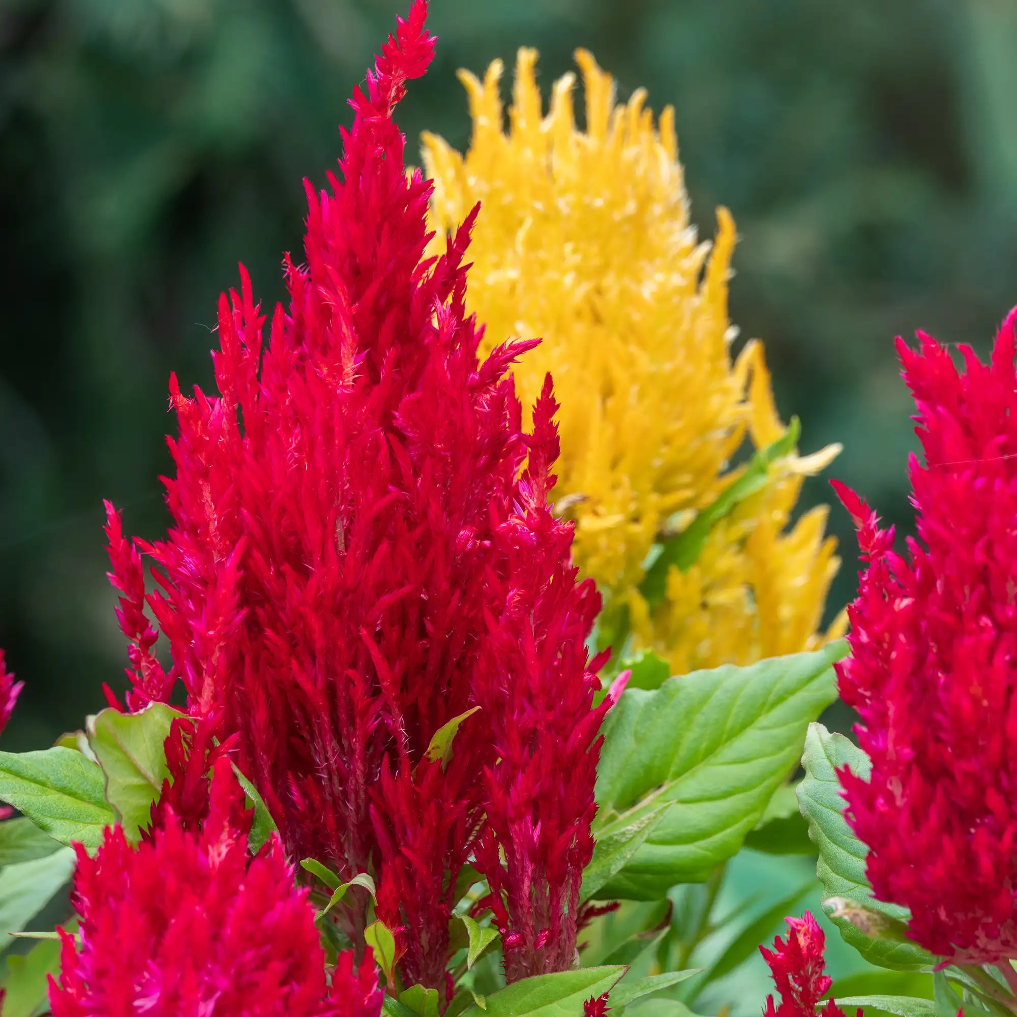 Celosia 'Flamma Mix'