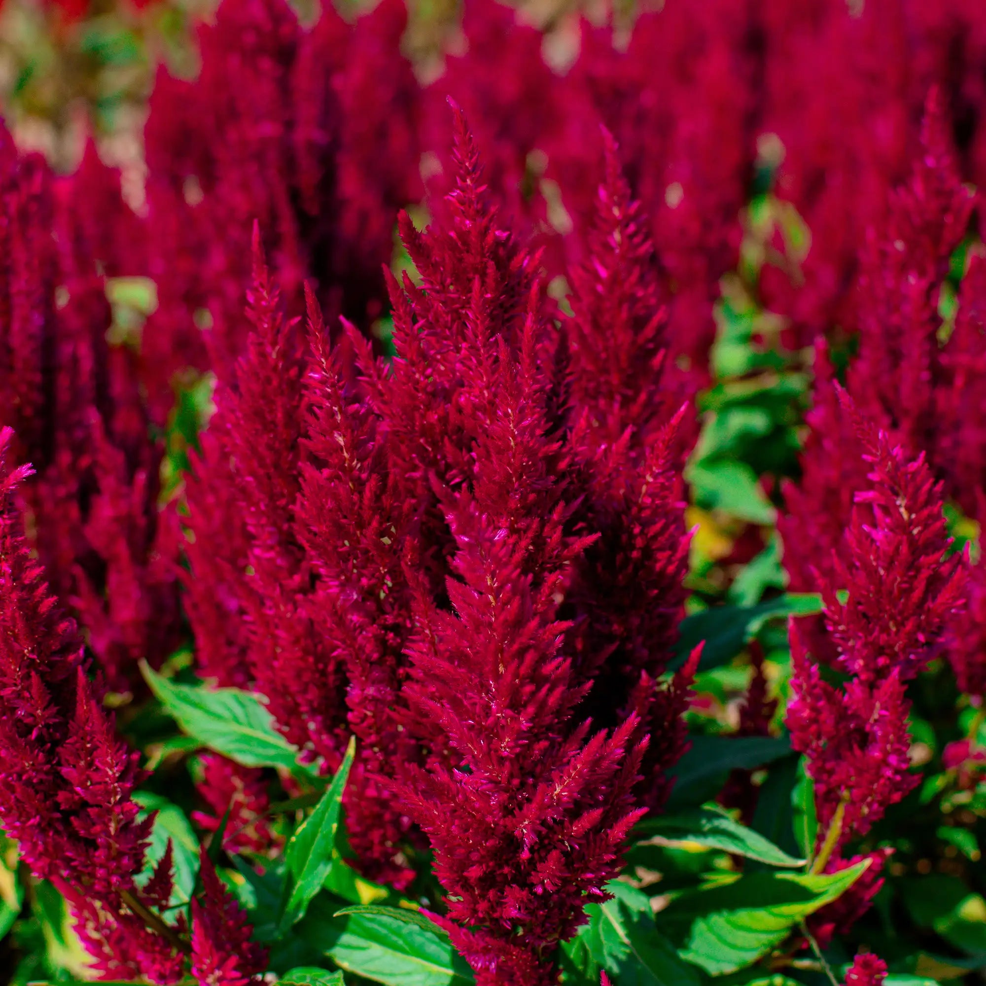 Celosia 'Fresh Look Red'