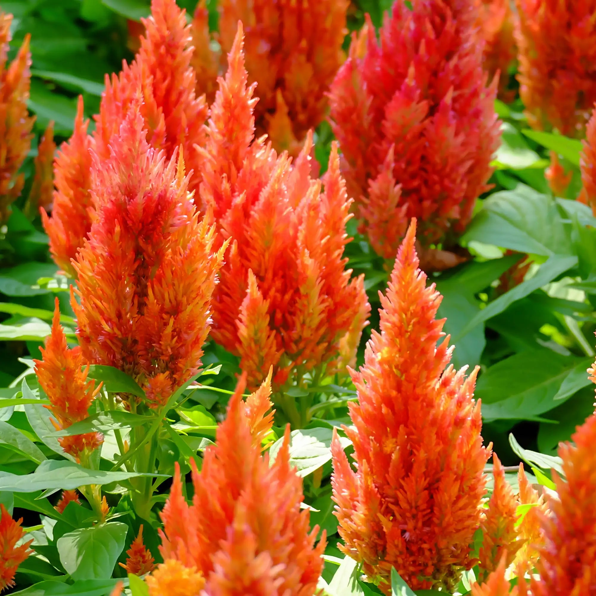 Celosia 'Kelos™ Fire Orange'