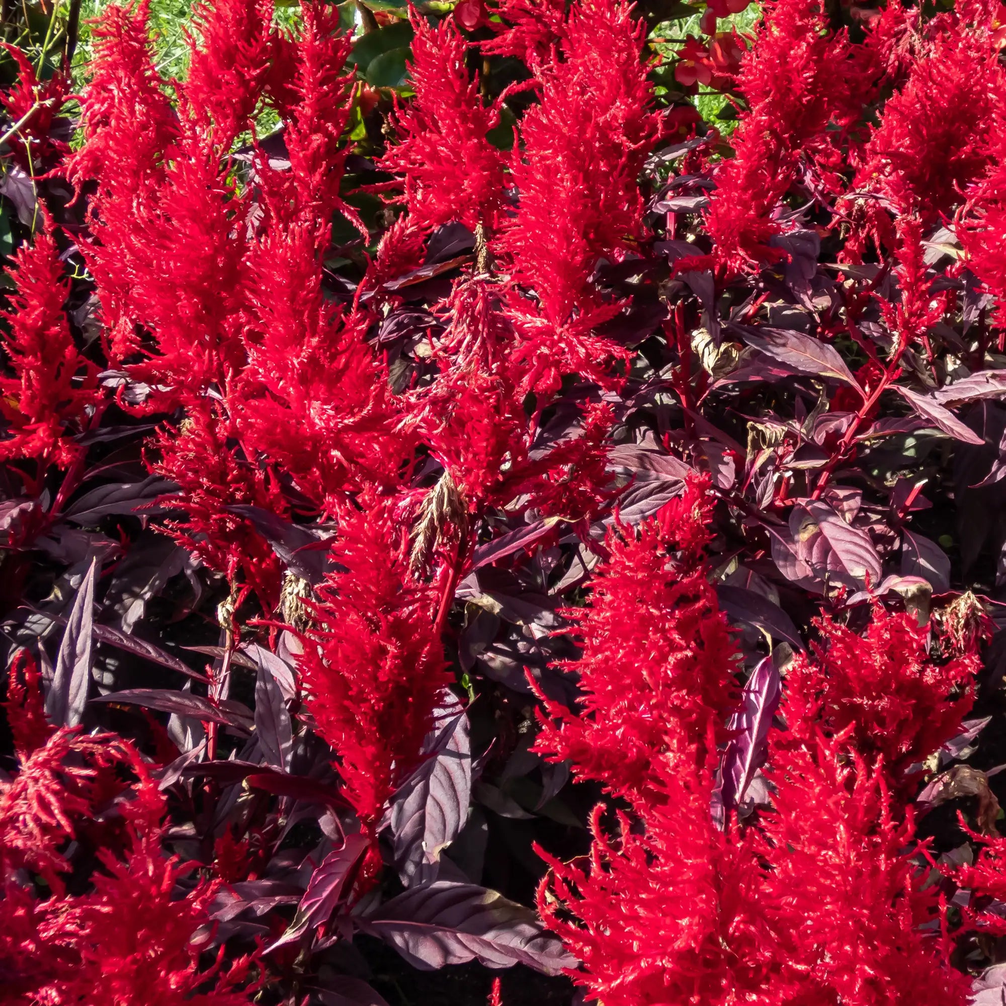 Celosia 'Kelos™ Fire Scarlet'