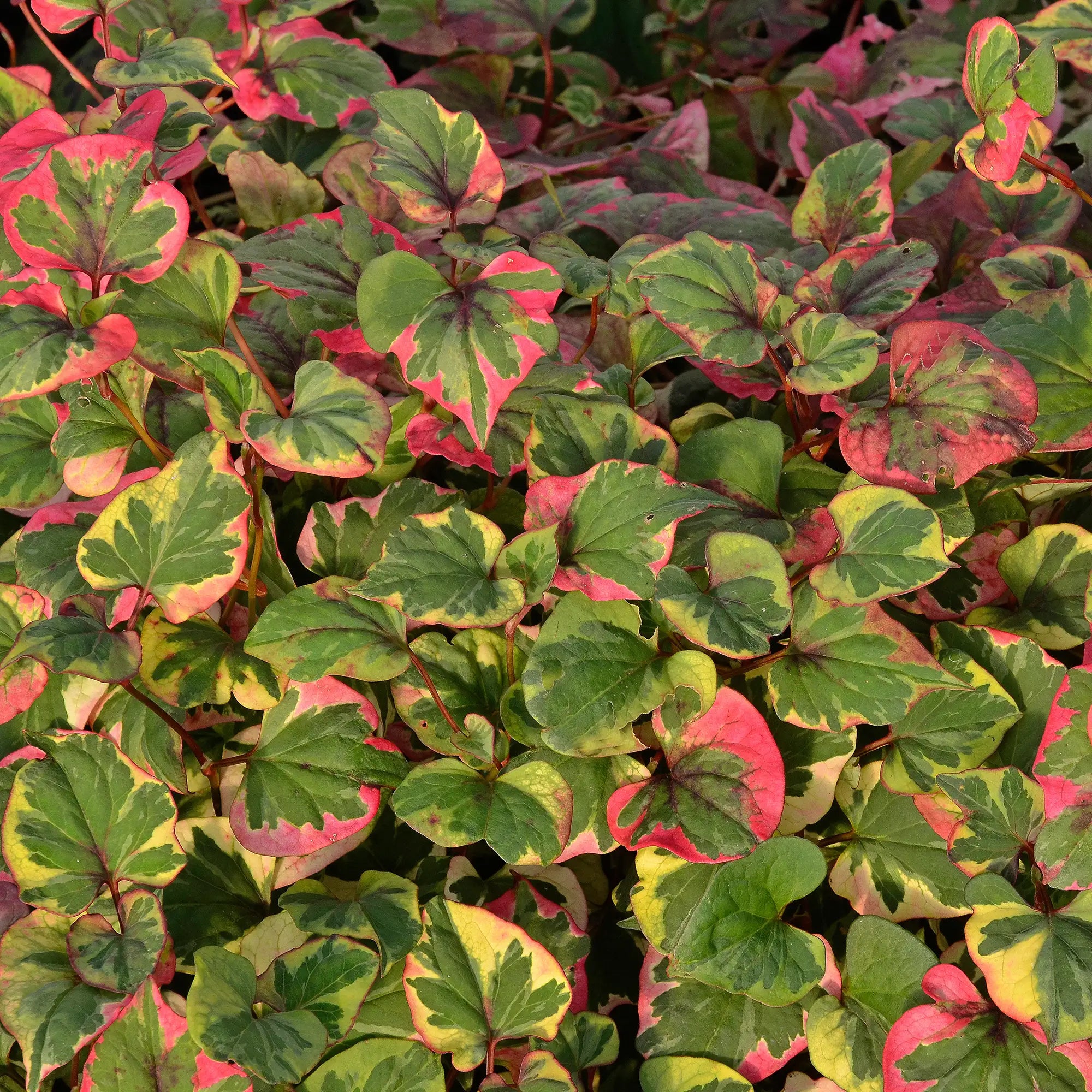 Chameleon Plant showing its variegated pink, green and cream foliage