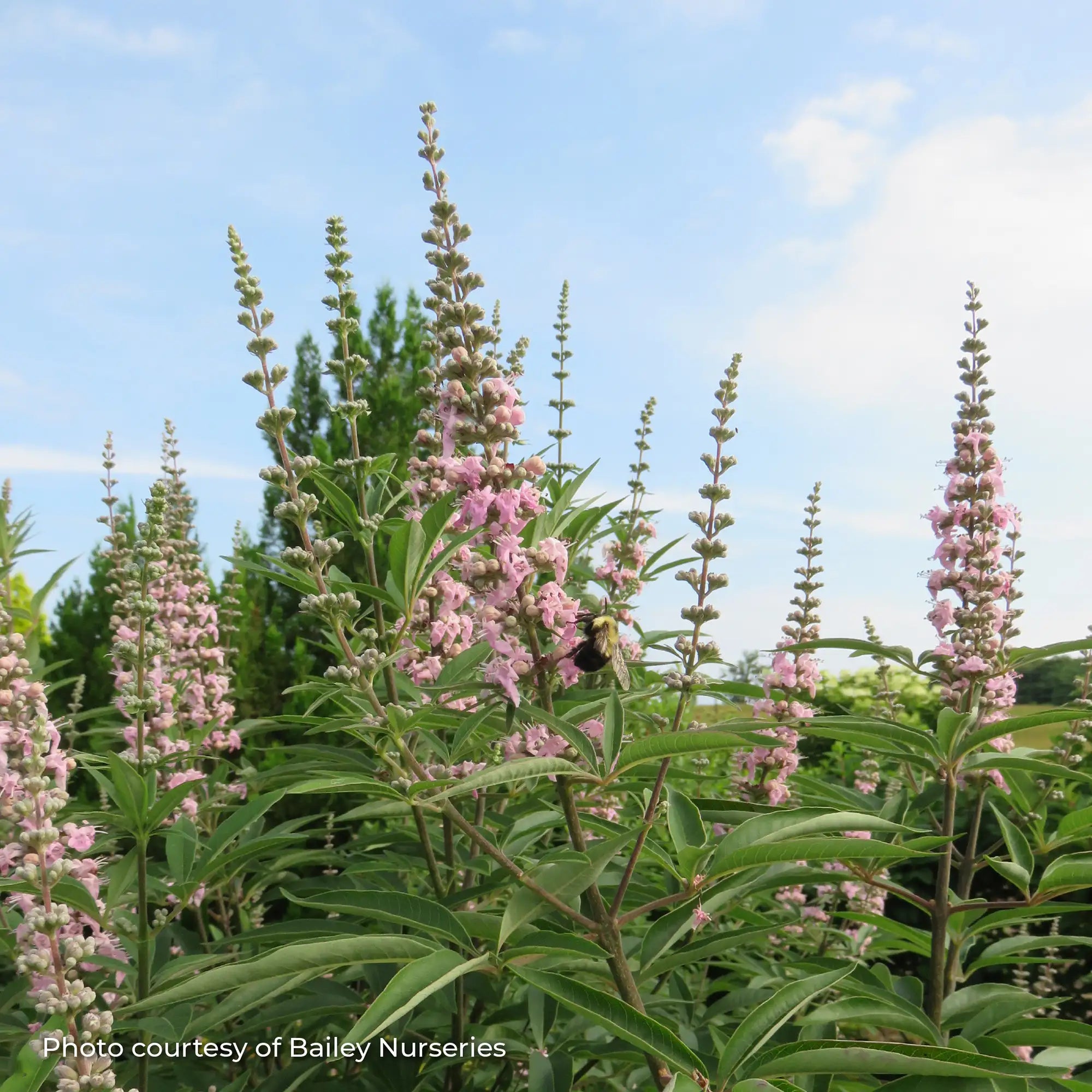 Chastetree 'Galactic Pink®'