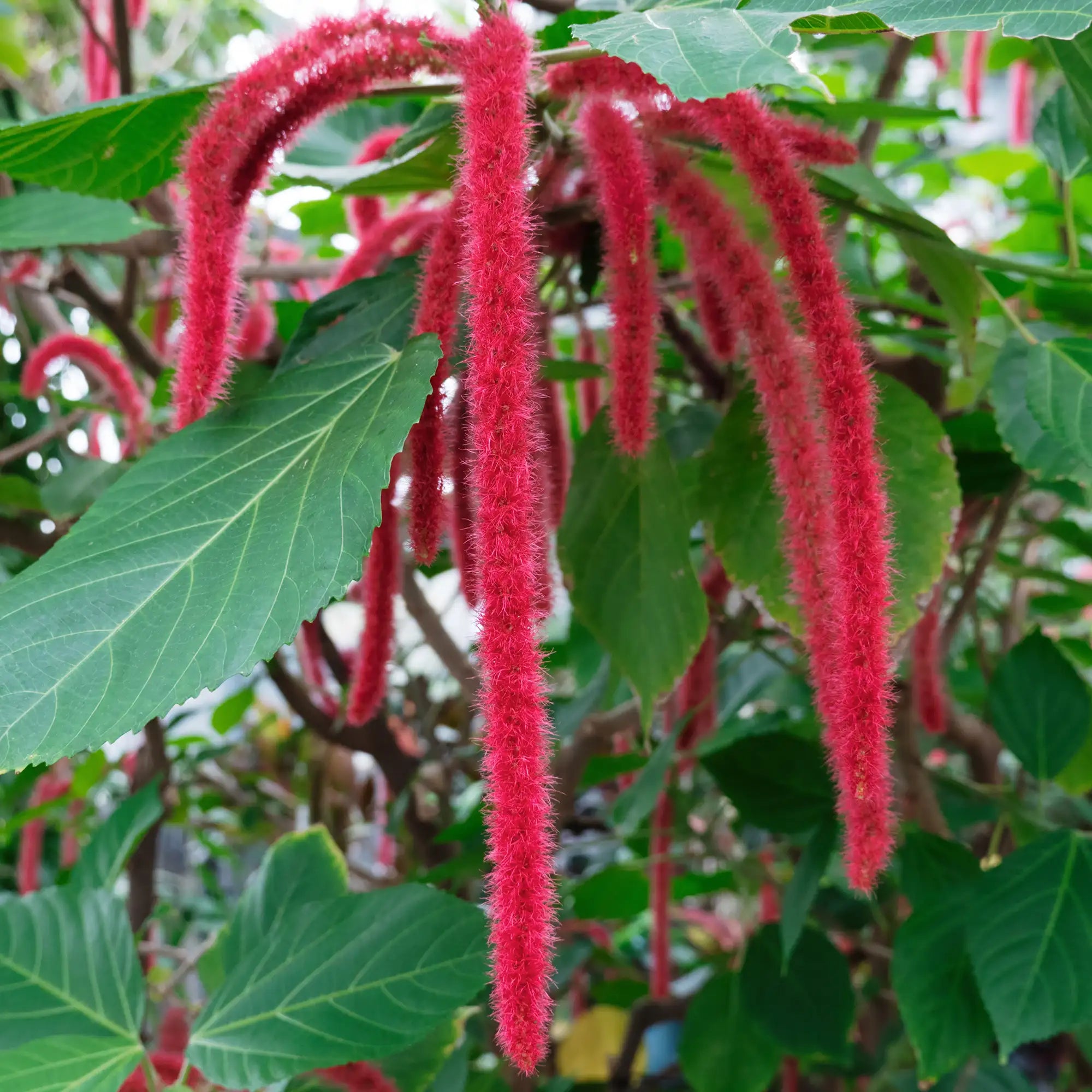 Red, fuzzy plant tendrils hanging among green leaves