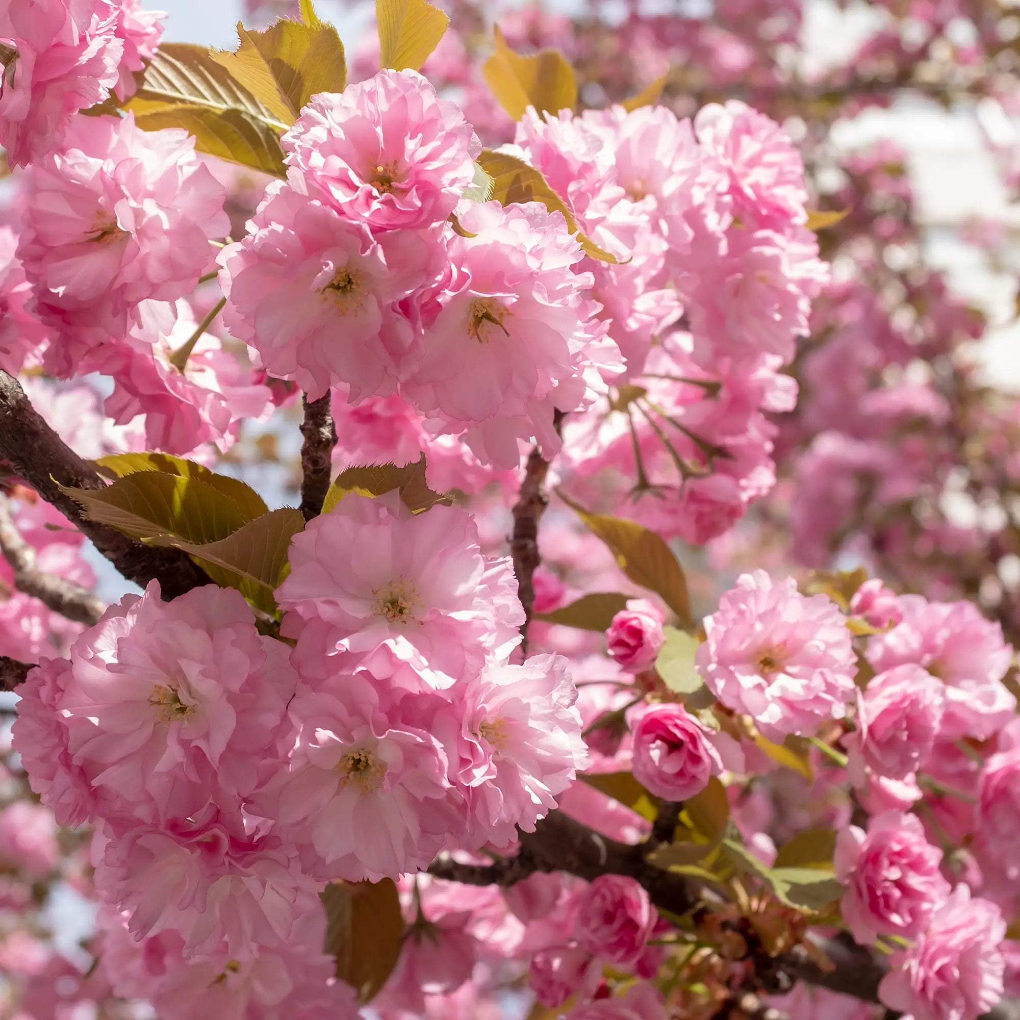 Cherry 'Kwanzan'