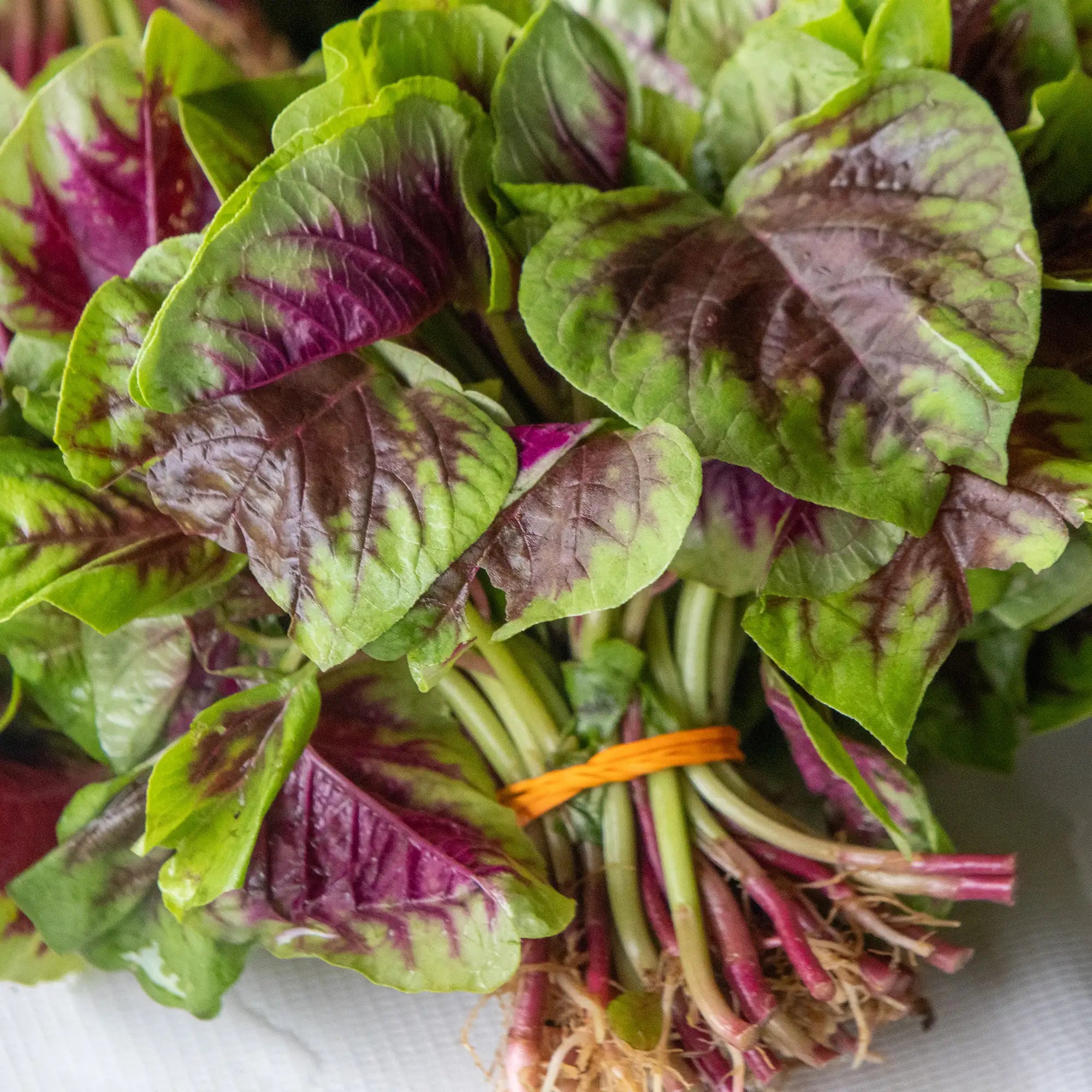 Chinese Spinach 'Hong Kong Red'