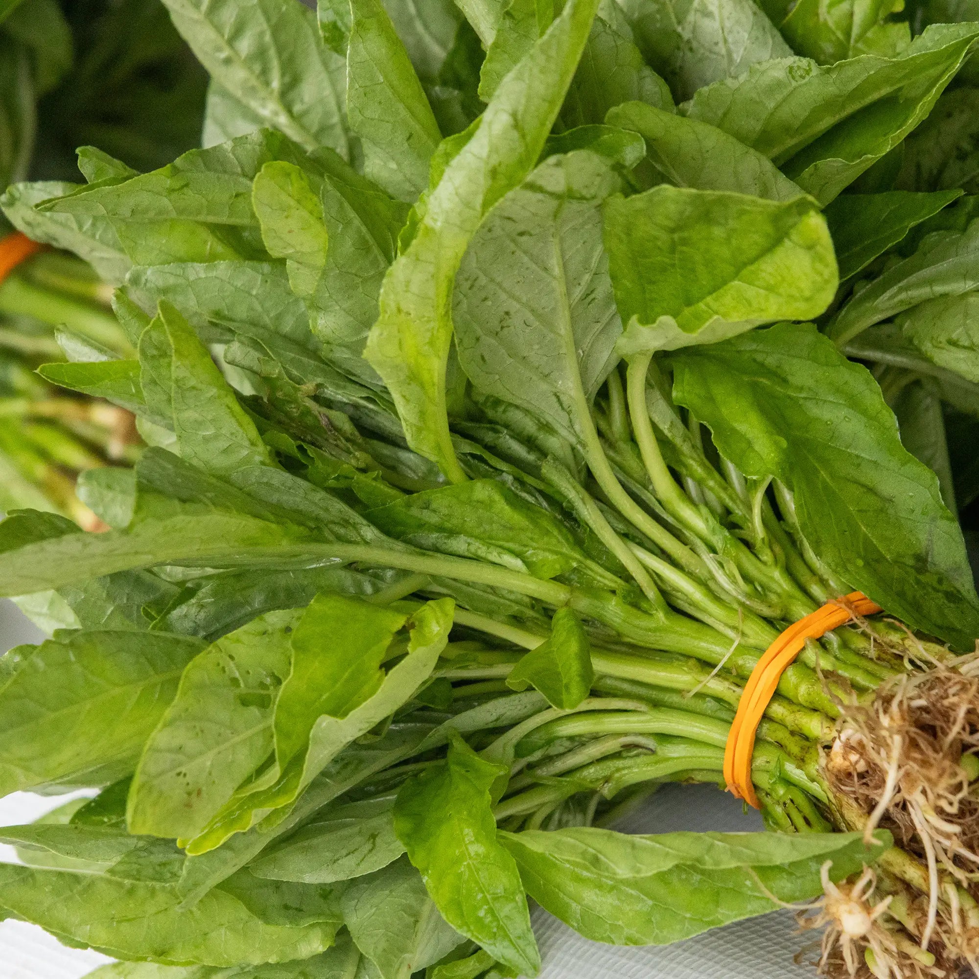 Chinese Spinach 'Lou Sin Green'