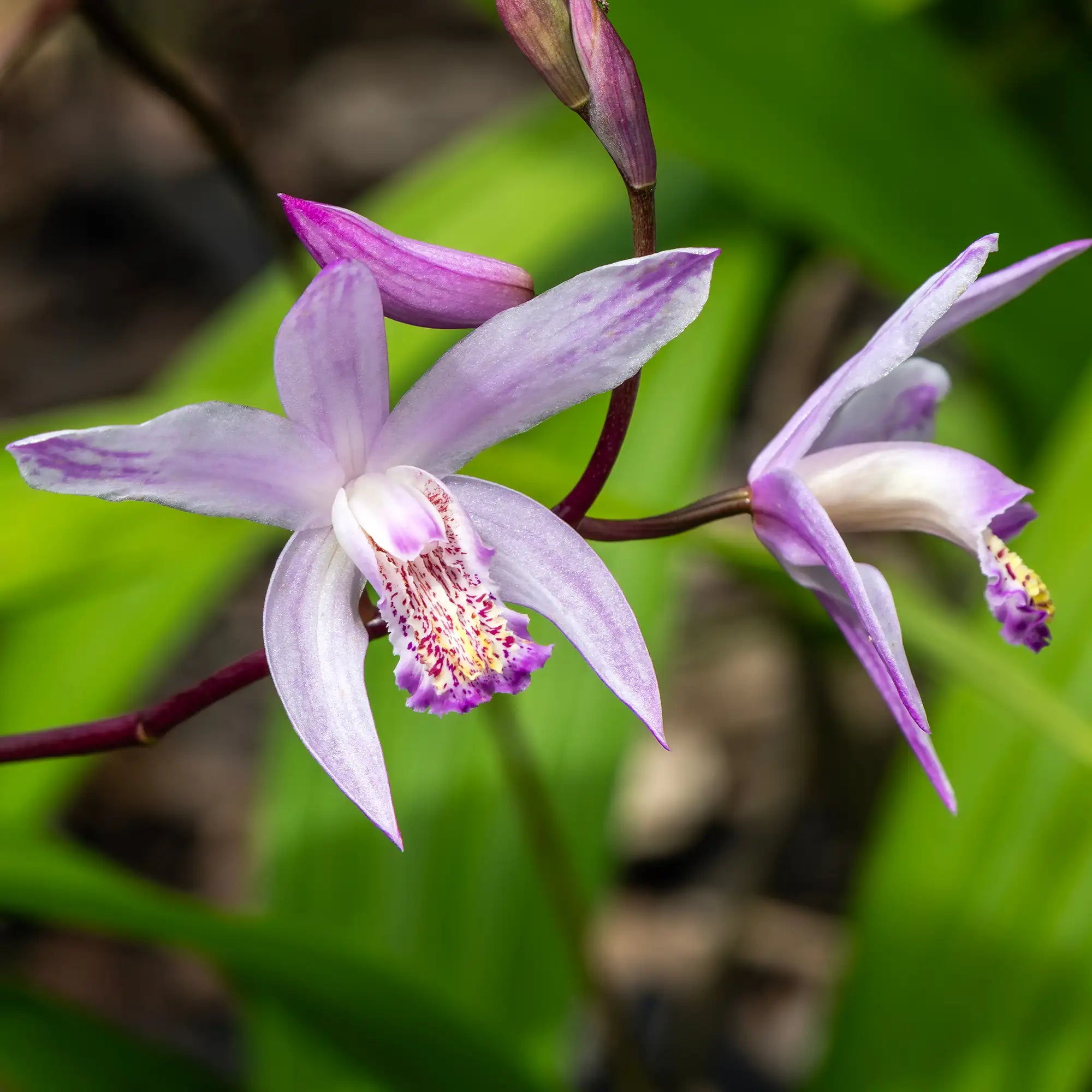 Chinese Ground Orchid Yokohama with purple flowers